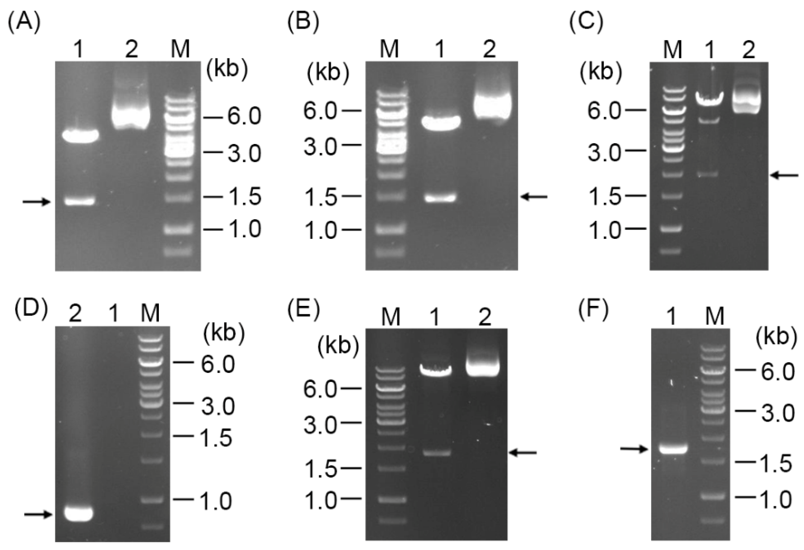 Microorganisms 10 01774 g003 Microorganisms 10 01774 g003