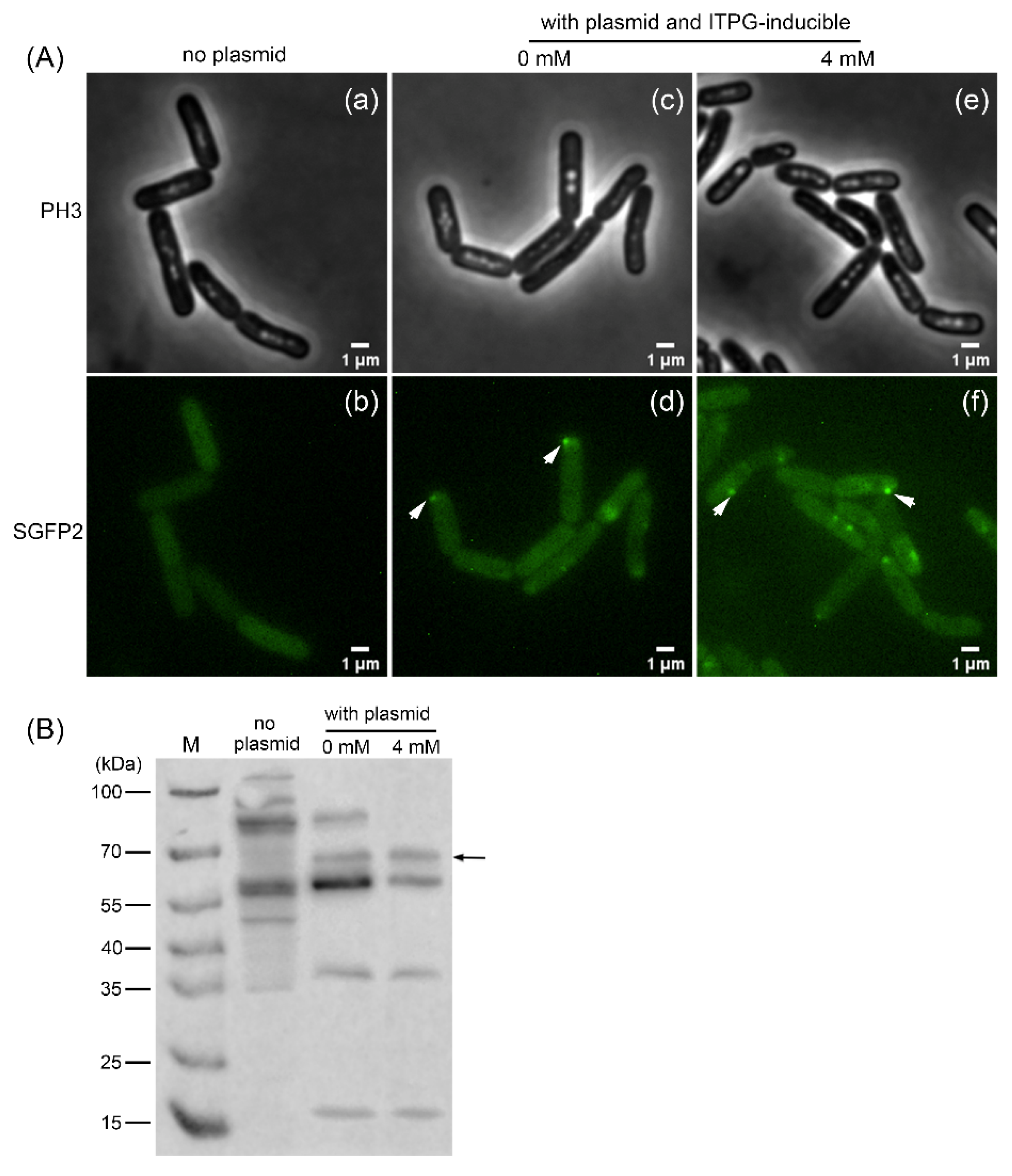 Microorganisms 10 01774 g004 Microorganisms 10 01774 g004