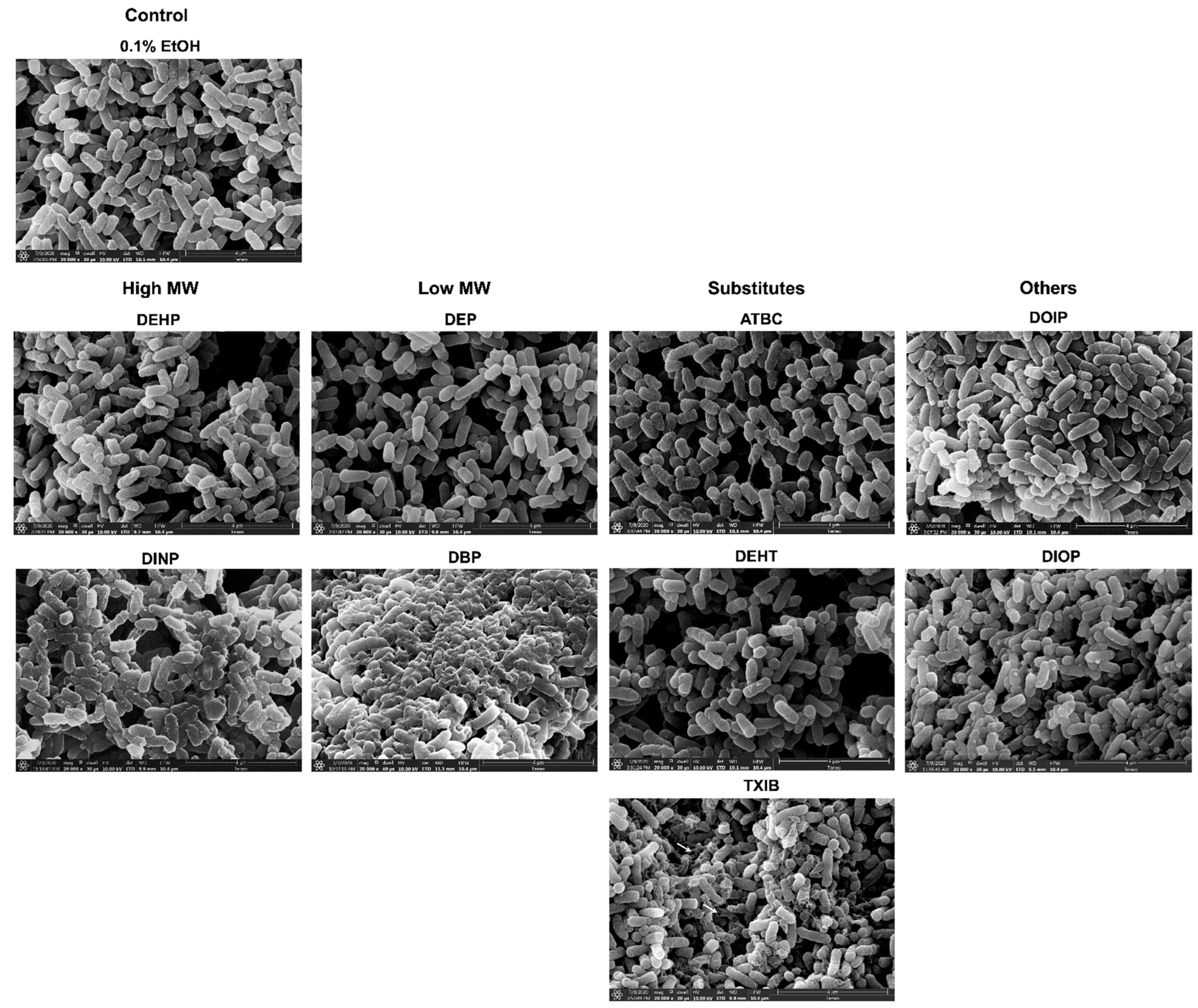 Microorganisms 10 01788 g007