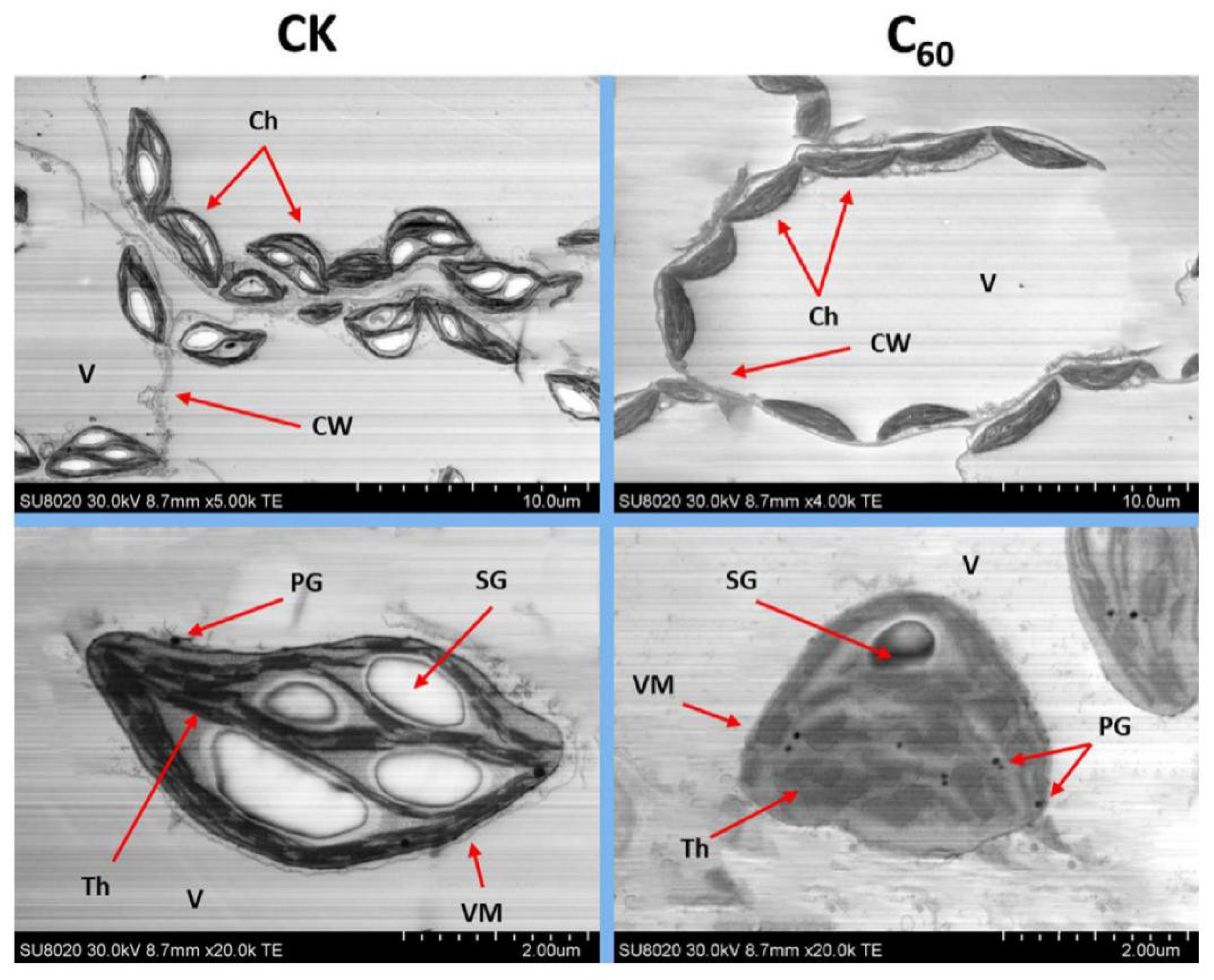 Microorganisms 10 01837 g005