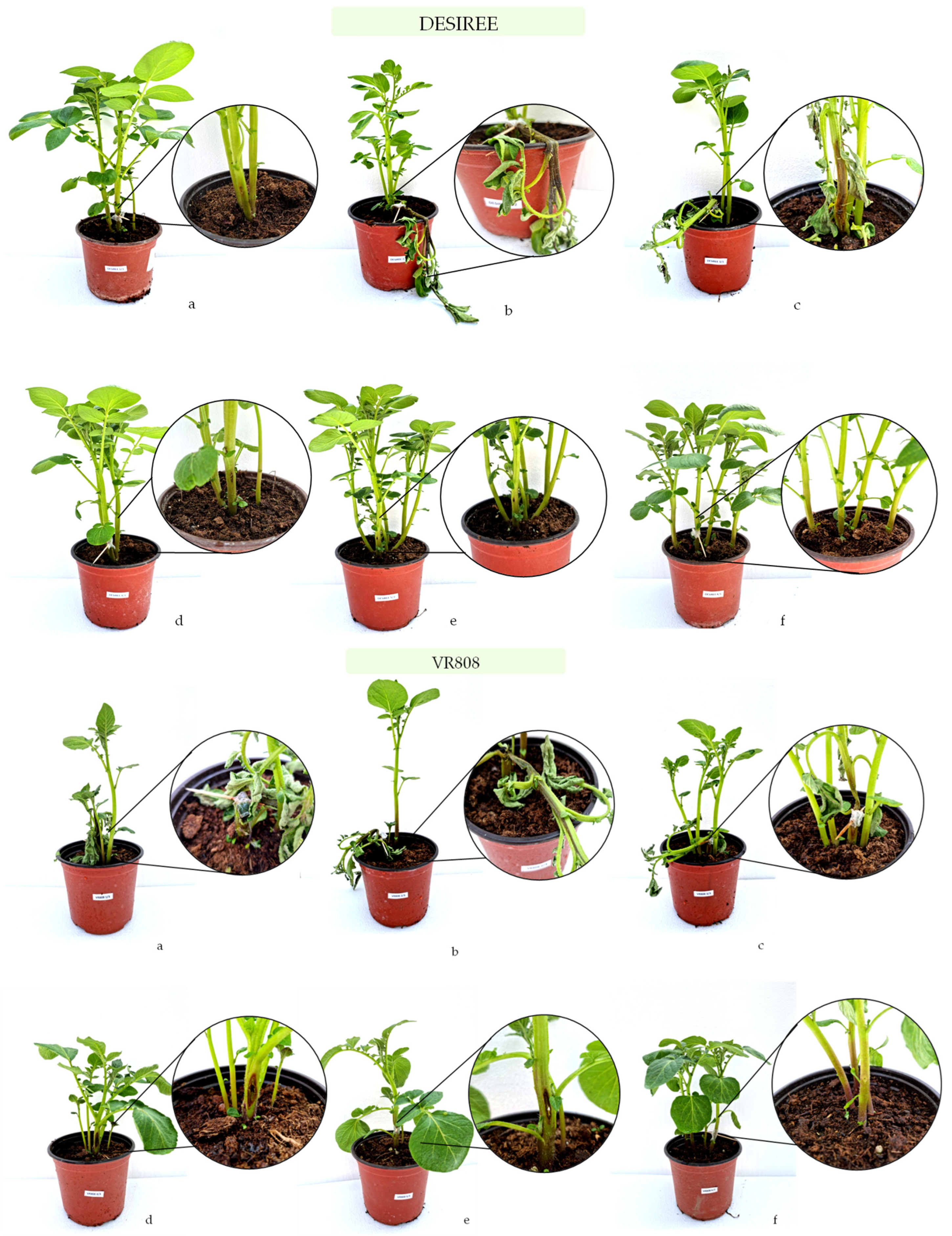 Microorganisms 10 01840 g005 Microorganisms 10 01840 g005