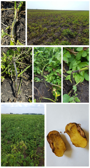 Microorganisms 10 01840 g0a1