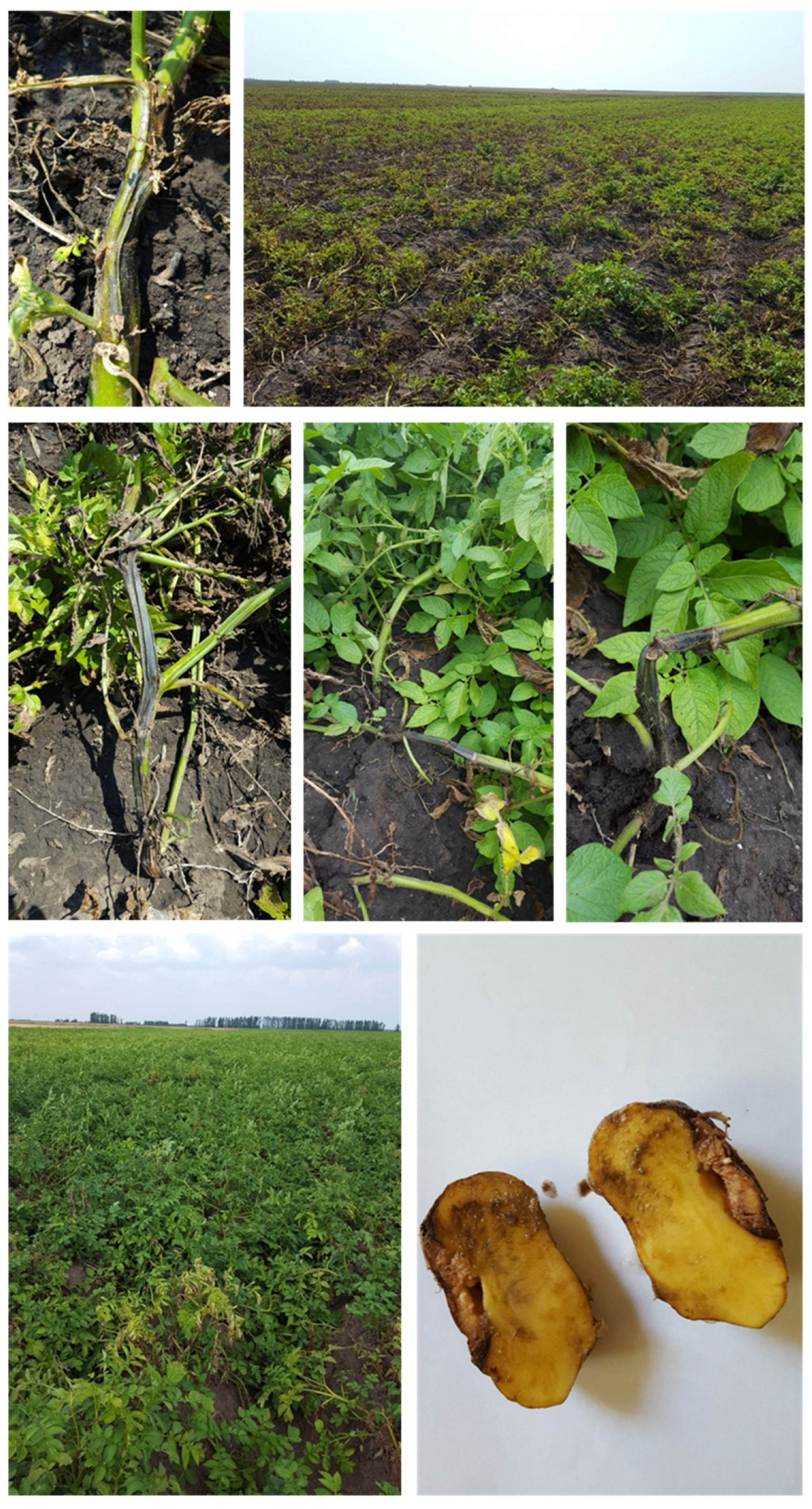 Microorganisms 10 01840 g0a1 Microorganisms 10 01840 g0a1