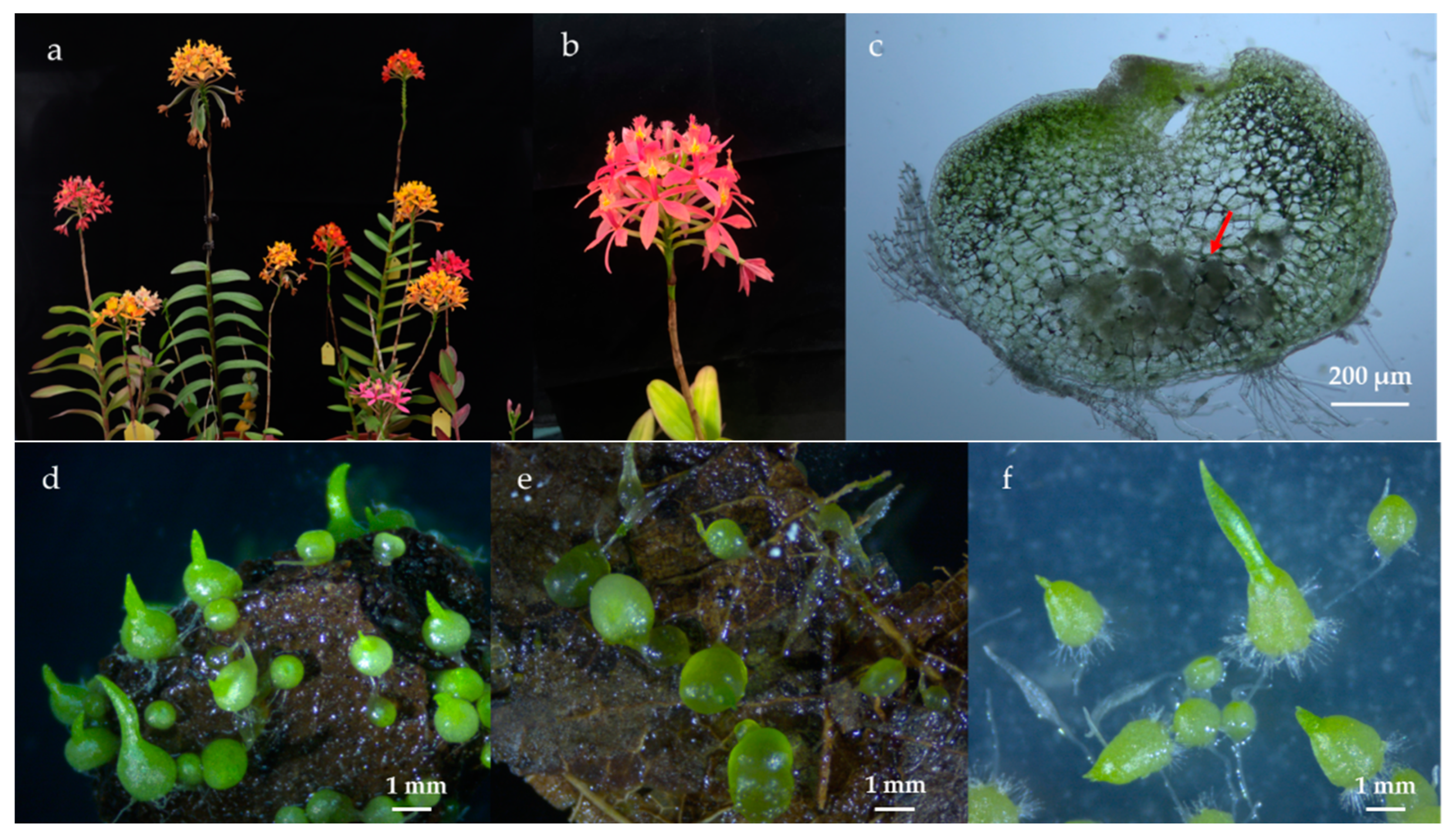 Microorganisms 10 01841 g001 Microorganisms 10 01841 g001