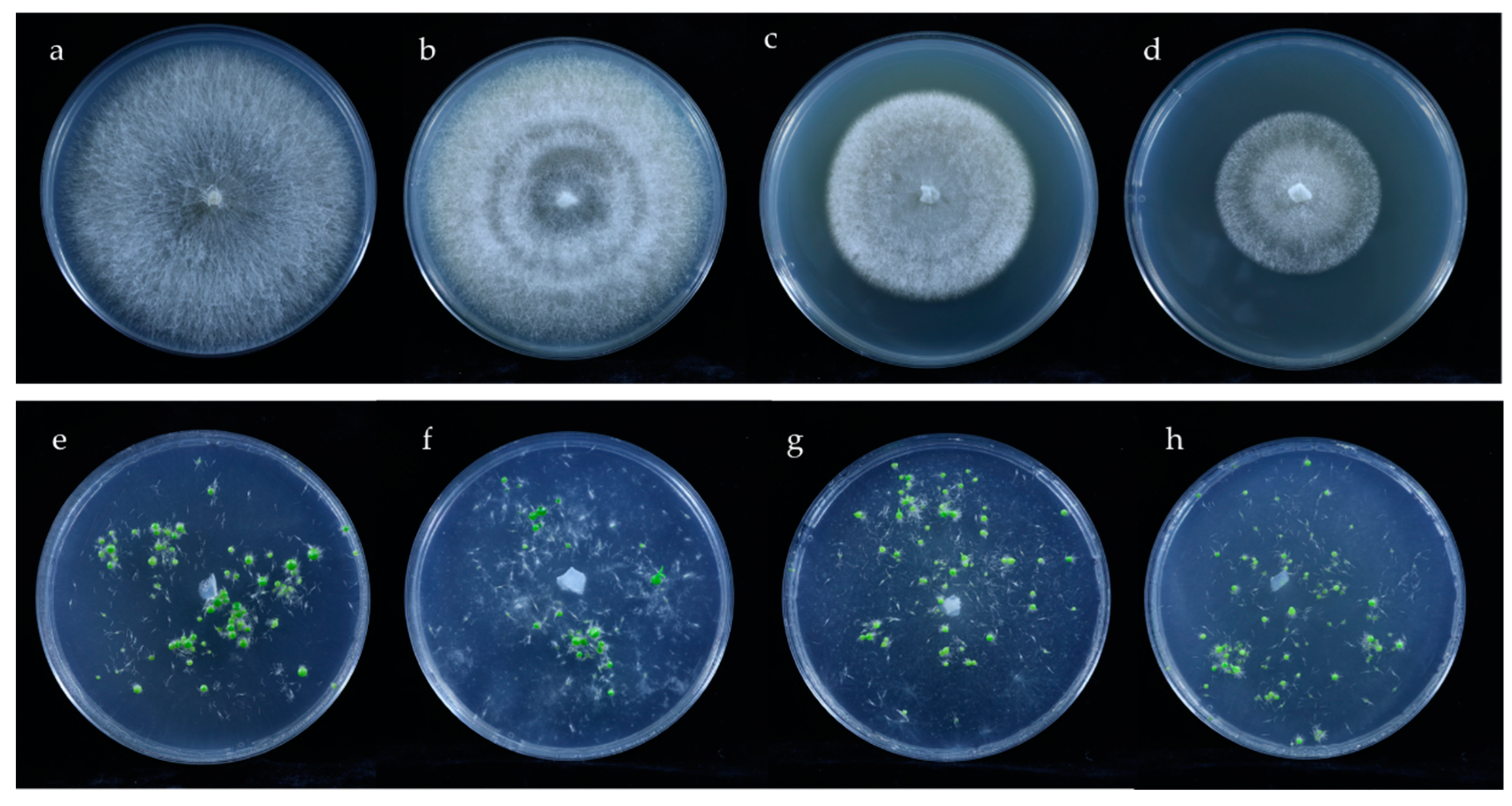 Microorganisms 10 01841 g004 Microorganisms 10 01841 g004