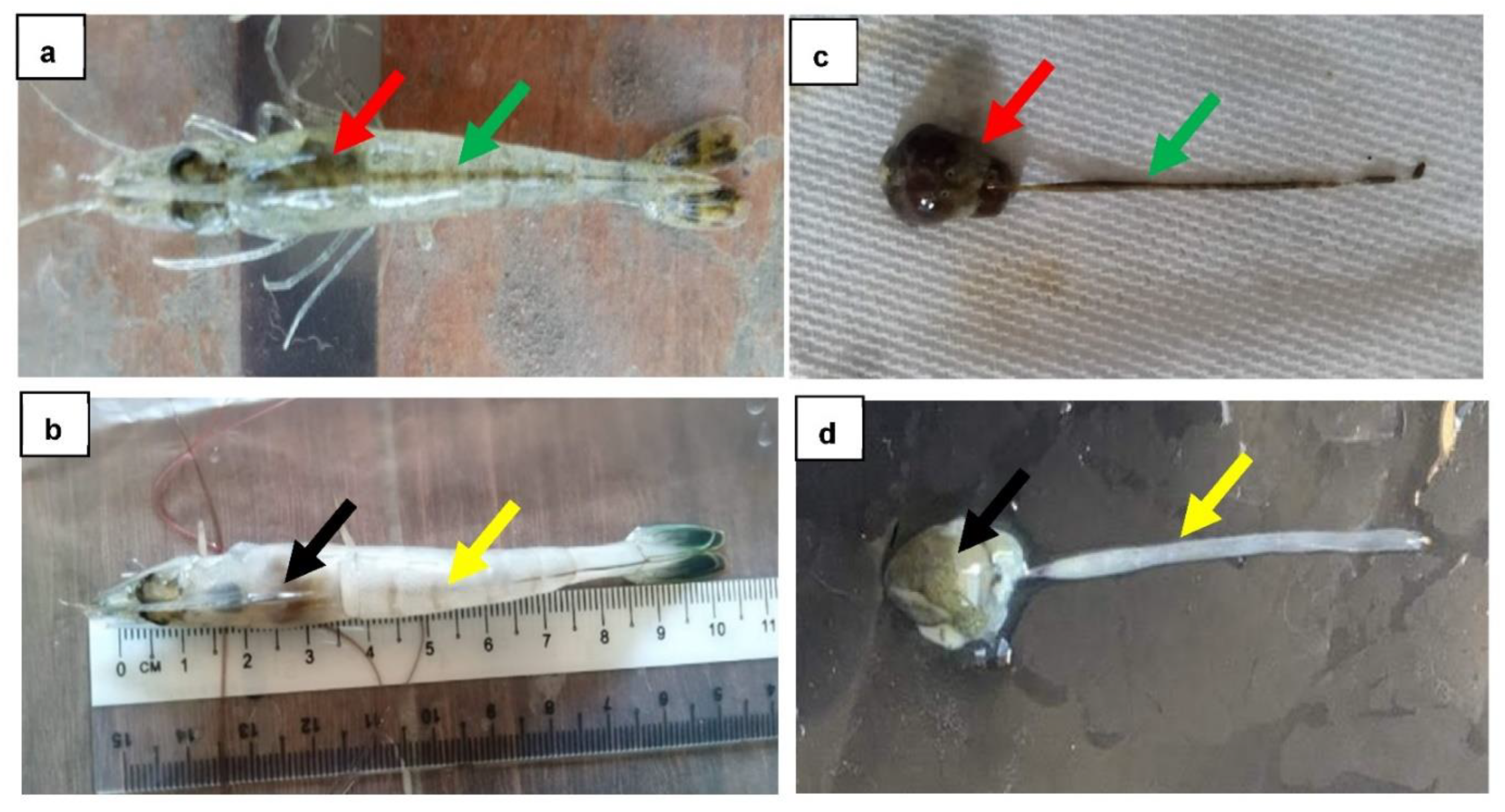 Microorganisms 10 01851 g001