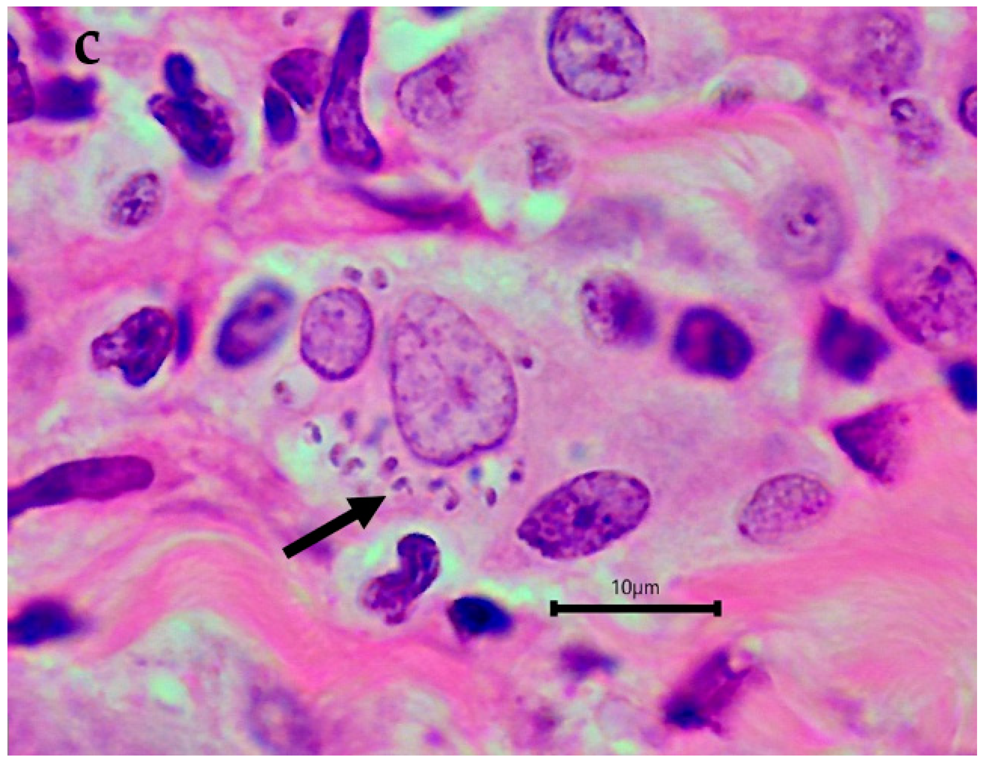 Microorganisms 10 01873 g002b Microorganisms 10 01873 g002b