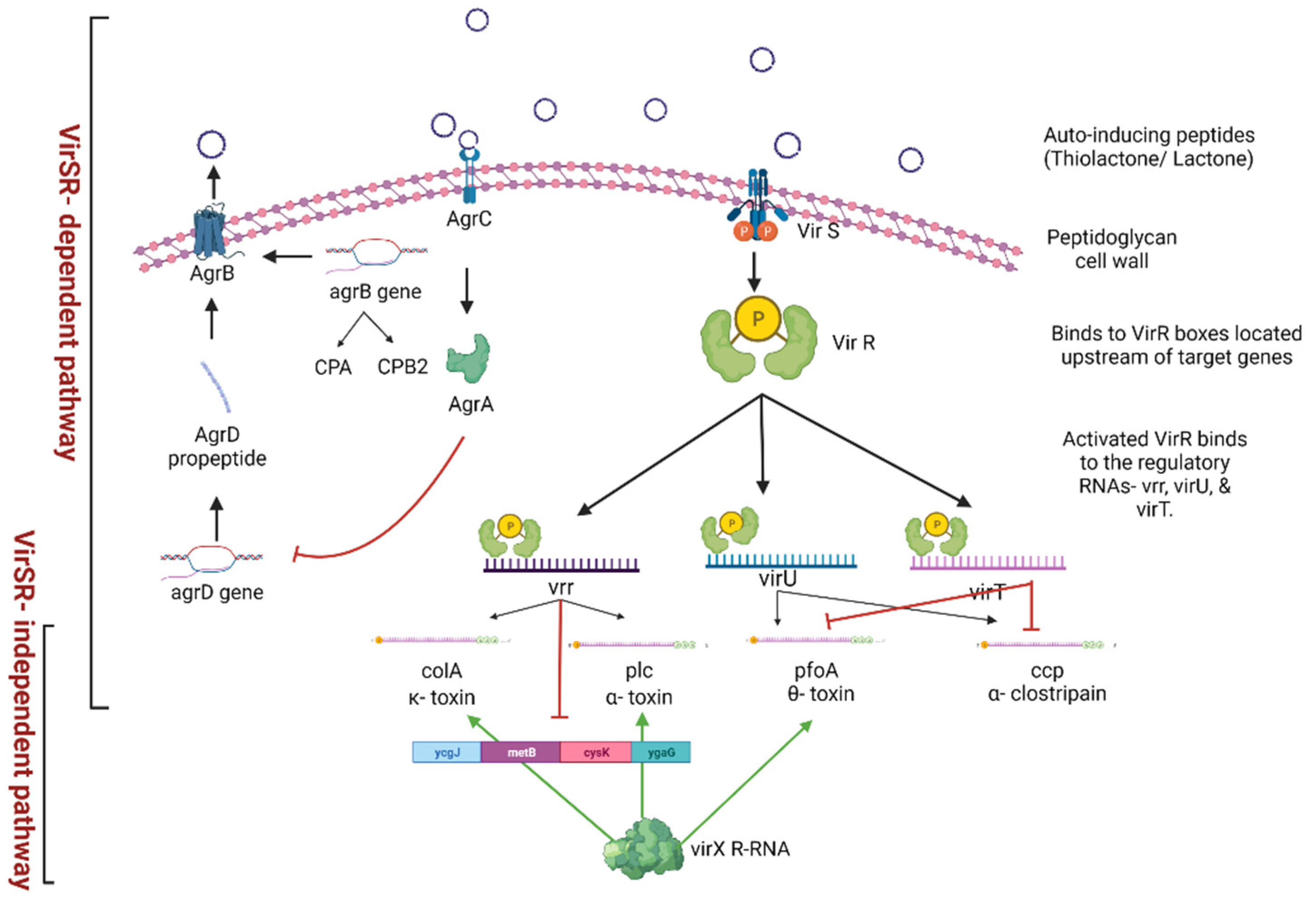 Microorganisms 10 01958 g001