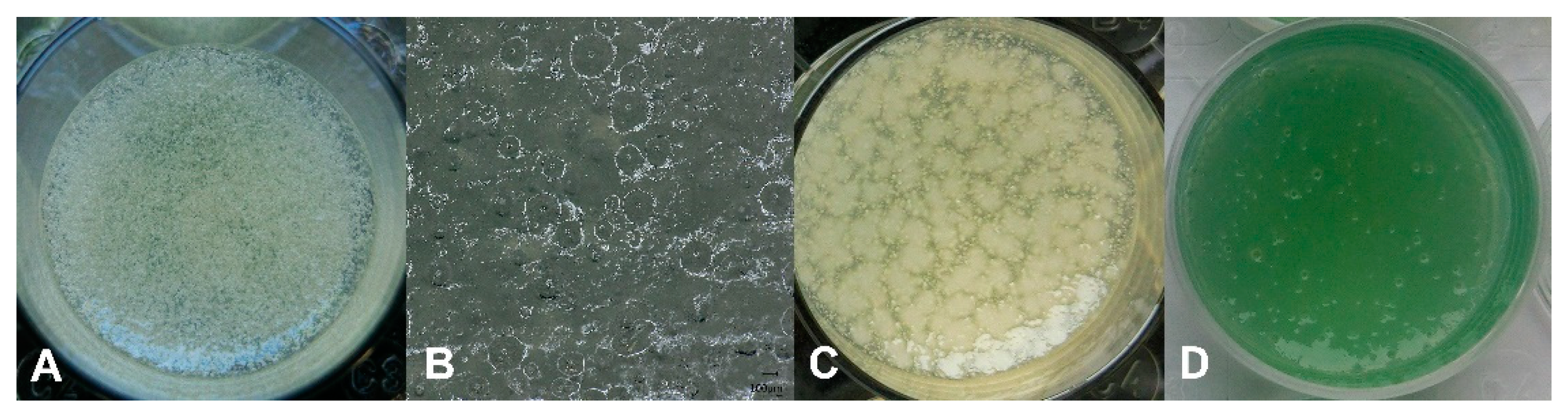 Microorganisms 10 02027 g001