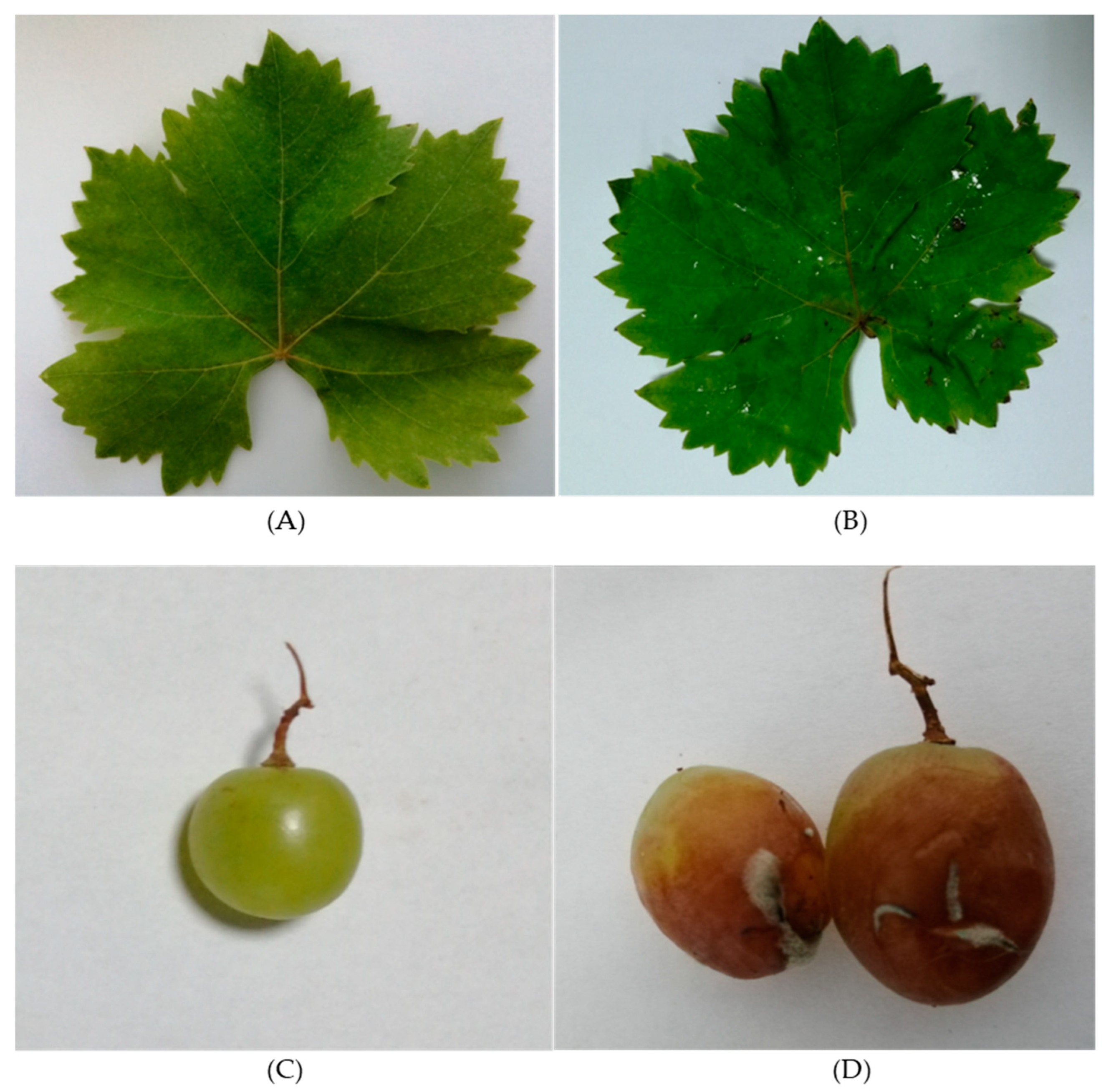 Microorganisms 10 02094 g001