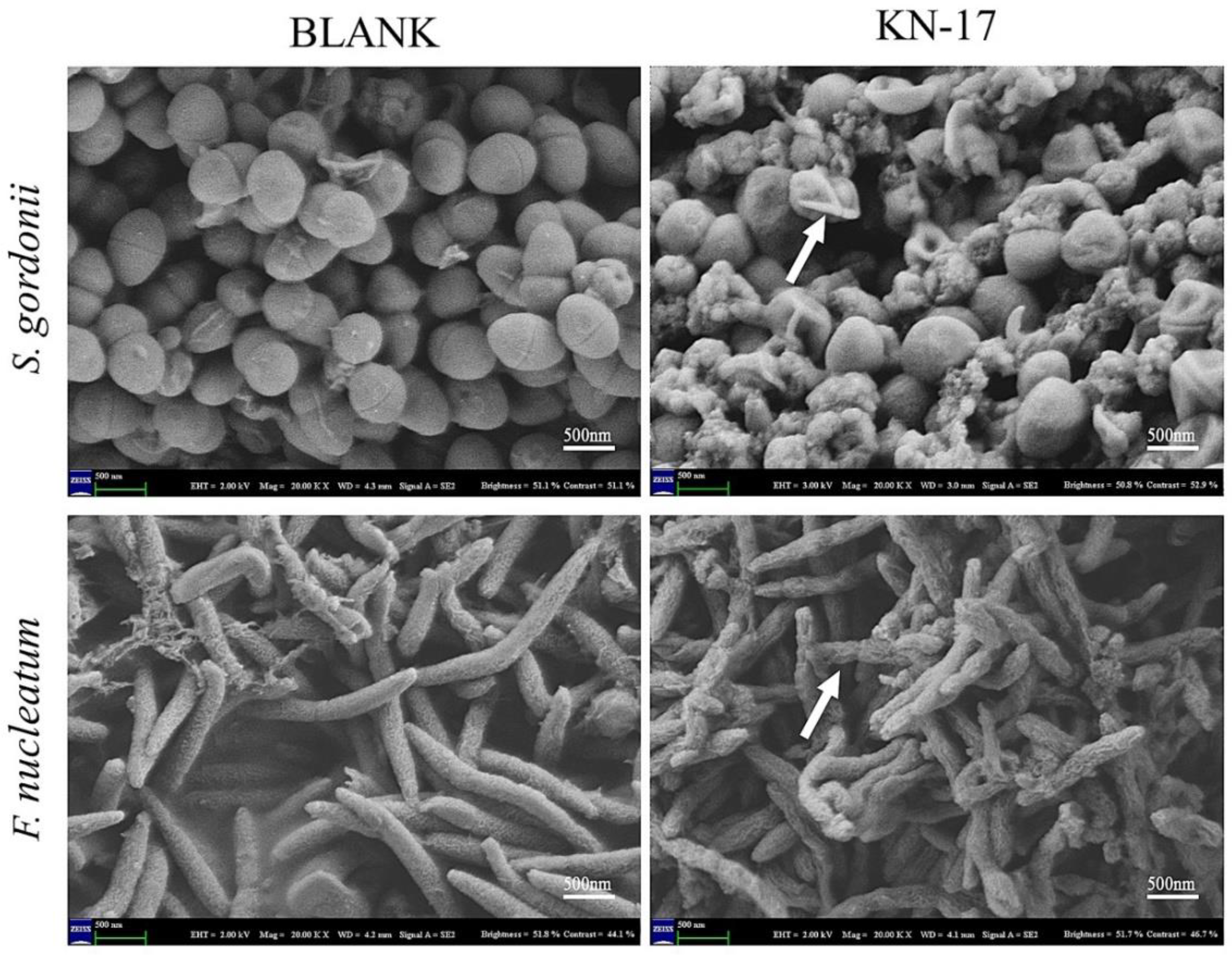 Microorganisms 10 02114 g004