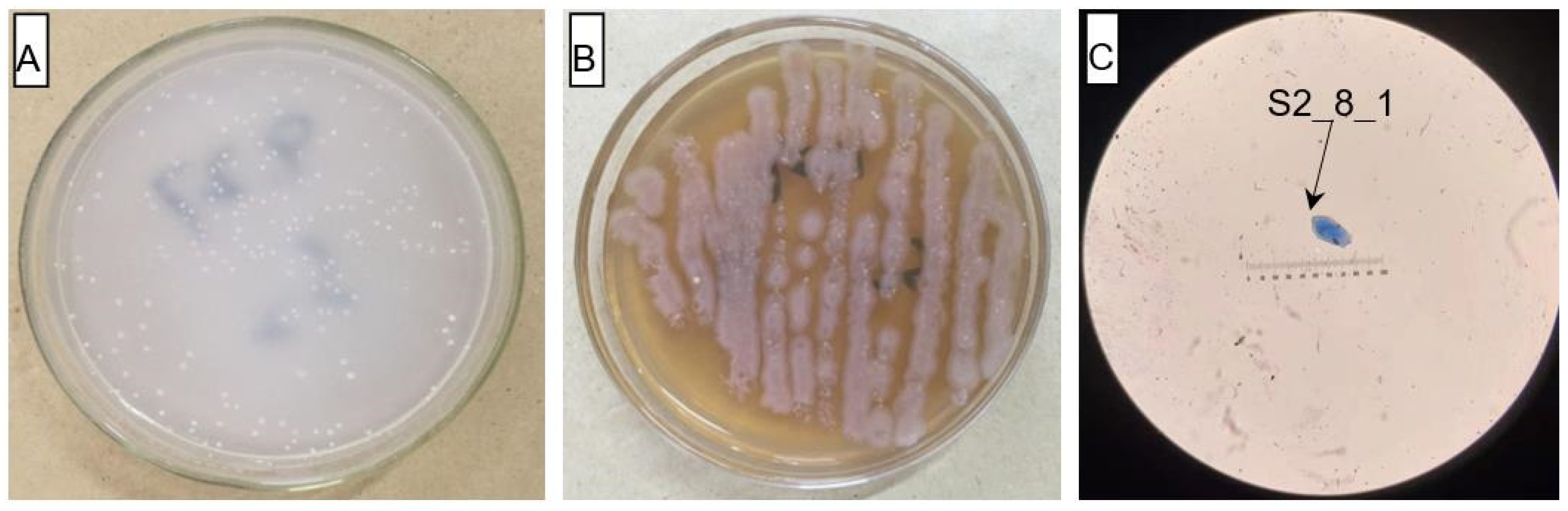 Microorganisms 10 02122 g004 Microorganisms 10 02122 g004