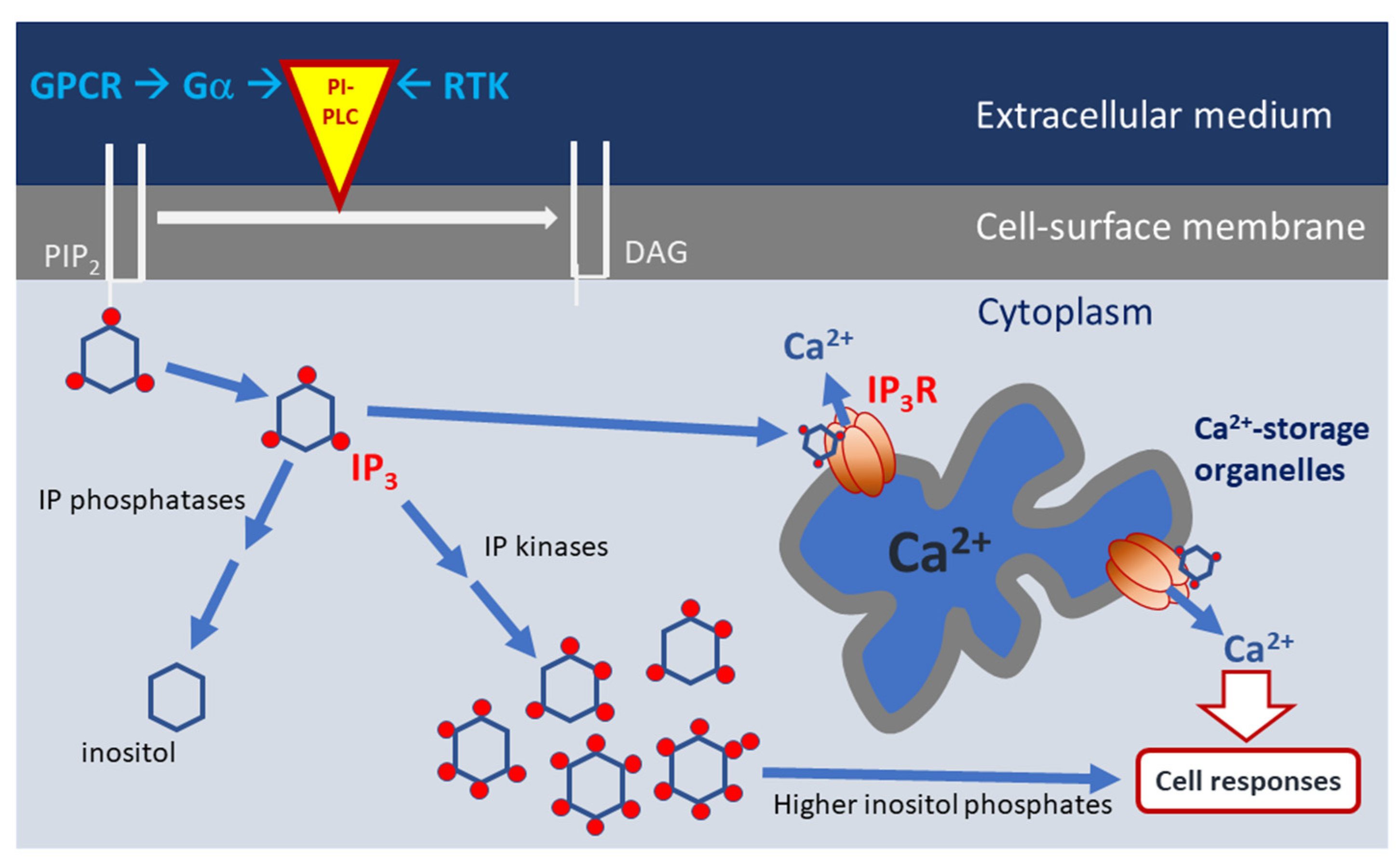 Microorganisms 10 02157 g001 Microorganisms 10 02157 g001