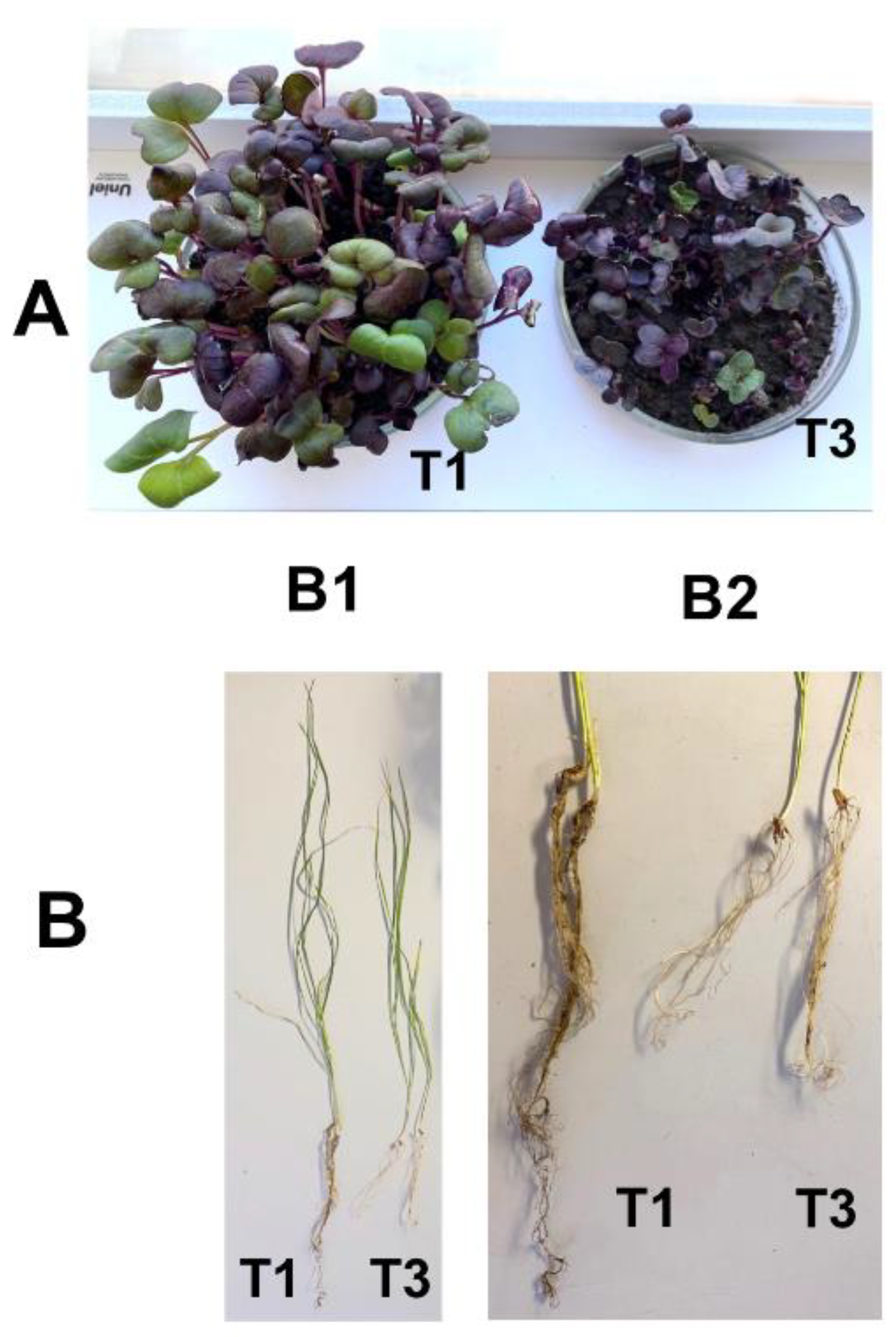 Microorganisms 10 02171 g001