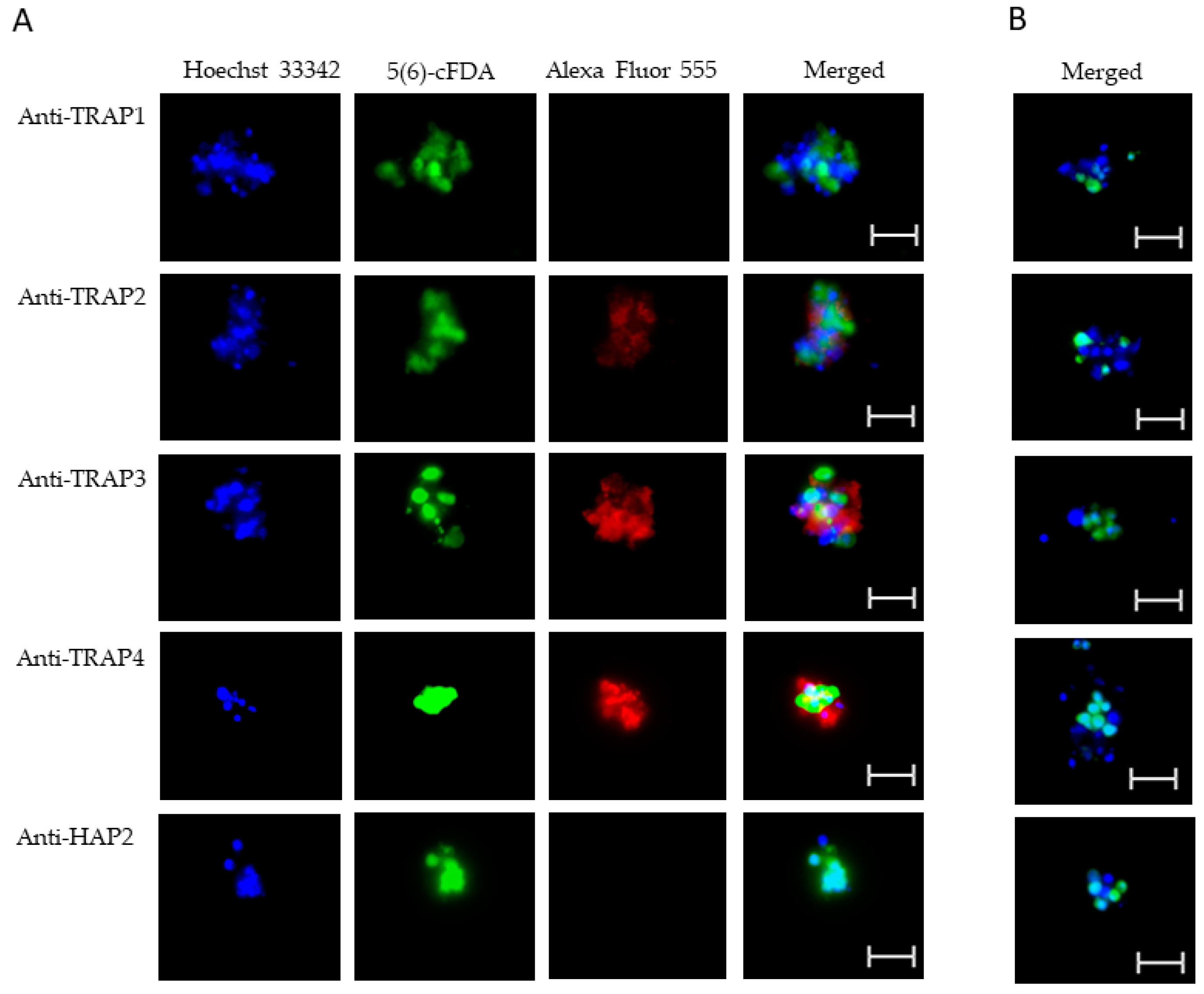 Microorganisms 10 02173 g005 Microorganisms 10 02173 g005