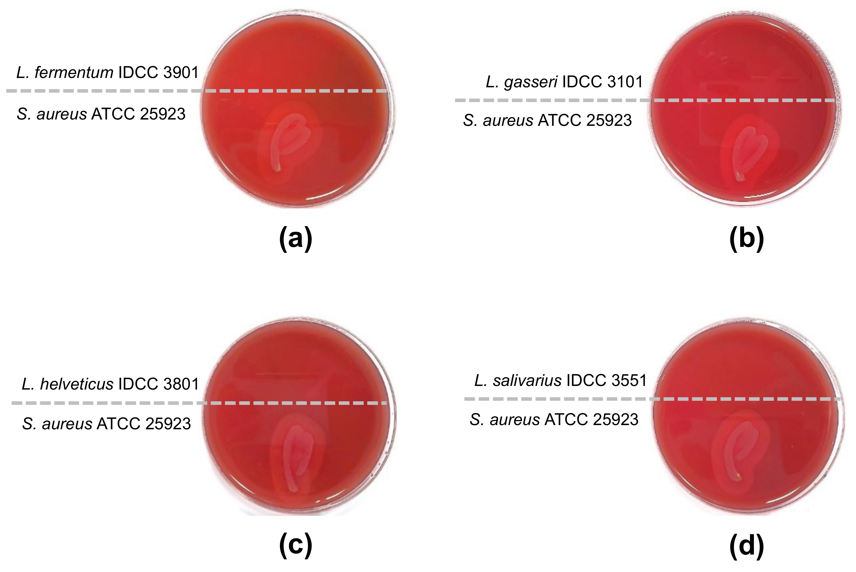 Microorganisms 10 02218 g001