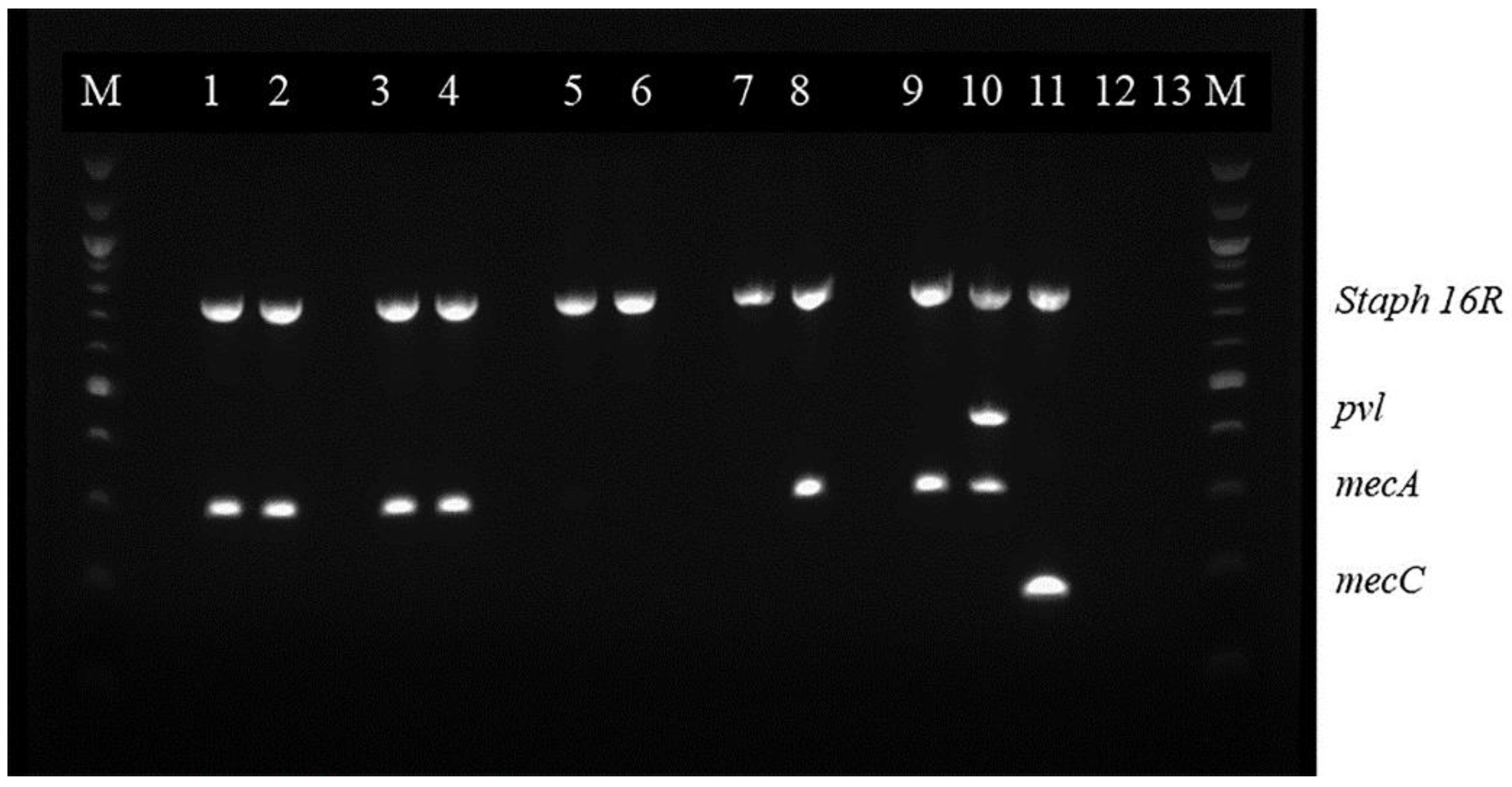 Microorganisms 10 02239 g001