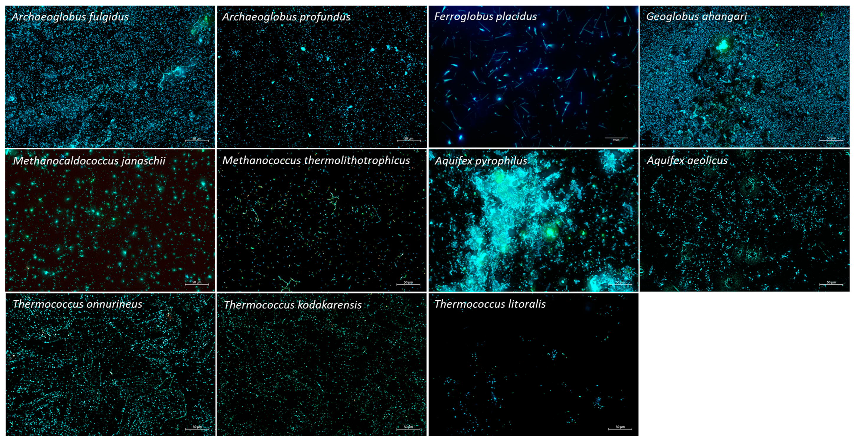 Microorganisms 10 02249 g001
