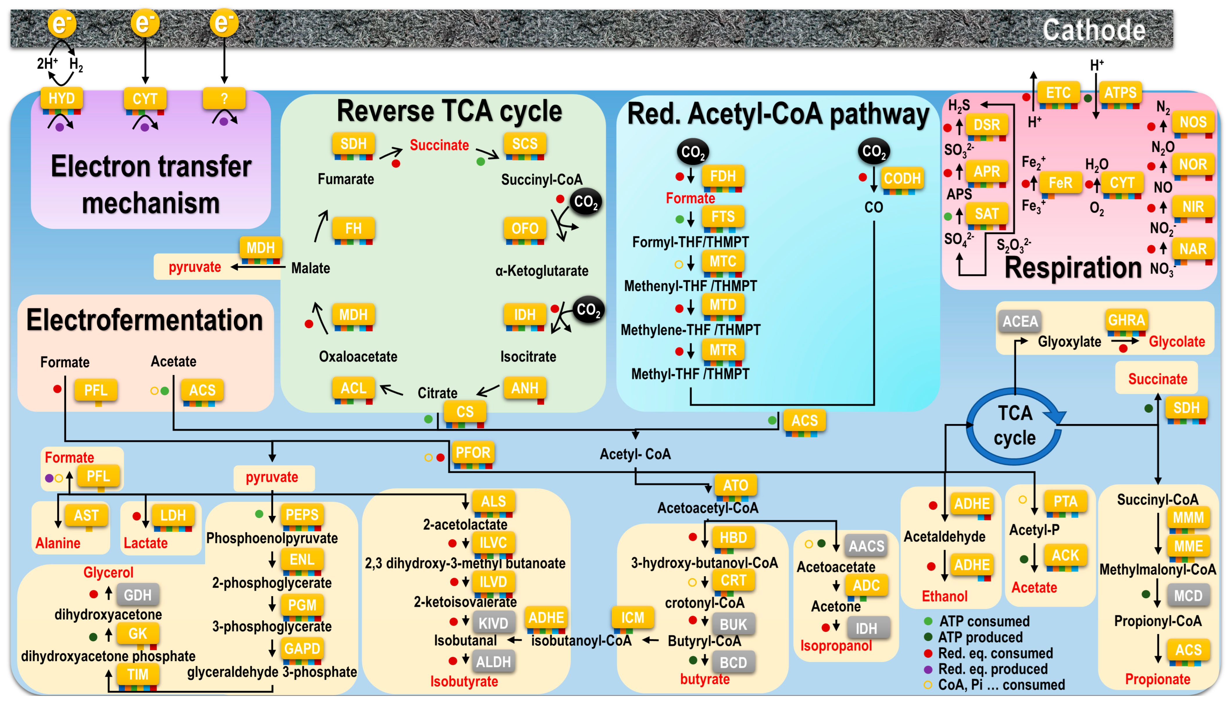 Microorganisms 10 02249 g006