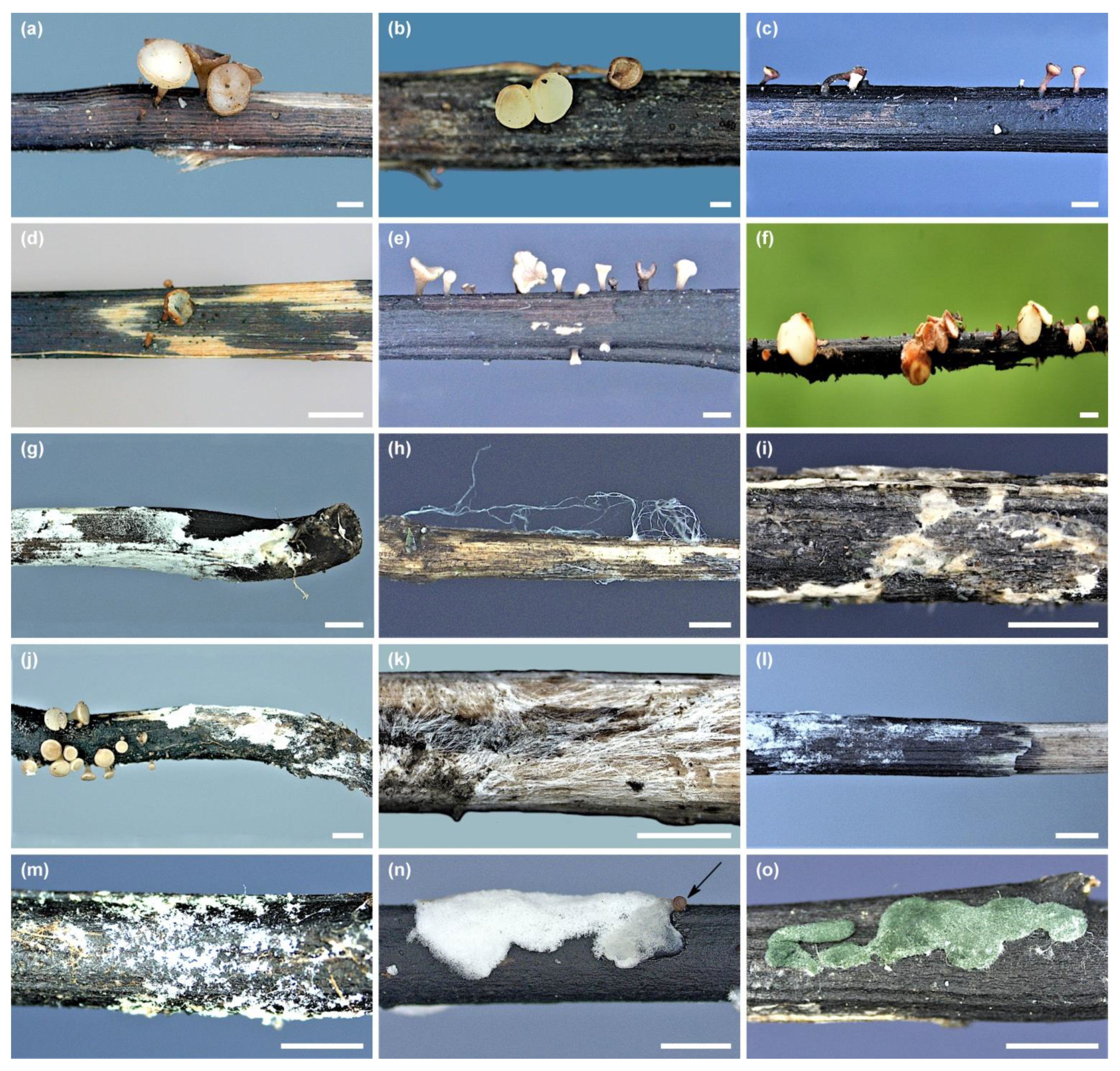 Microorganisms 10 02250 g002