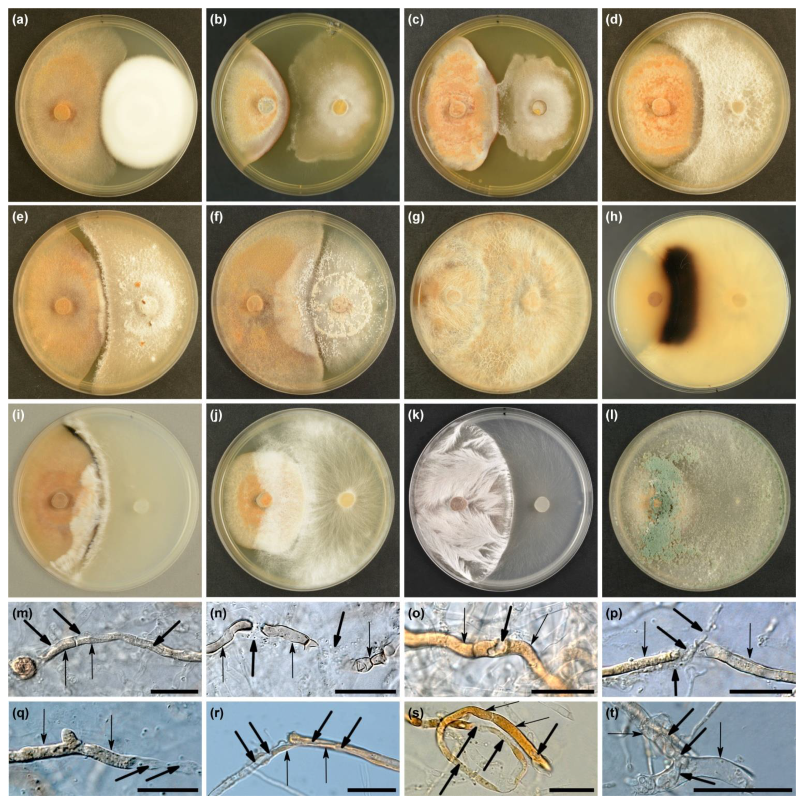 Microorganisms 10 02250 g004