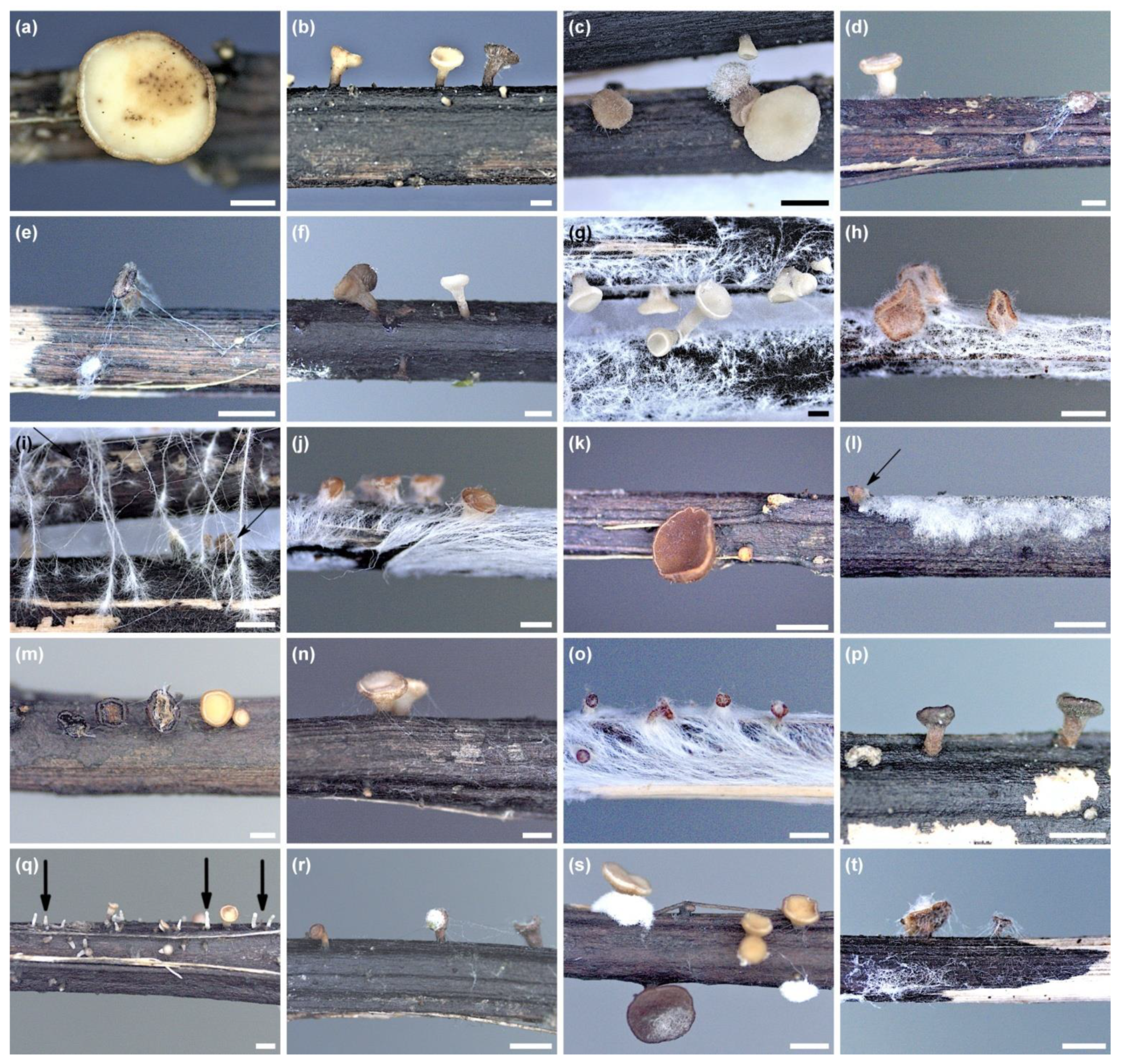 Microorganisms 10 02250 g005