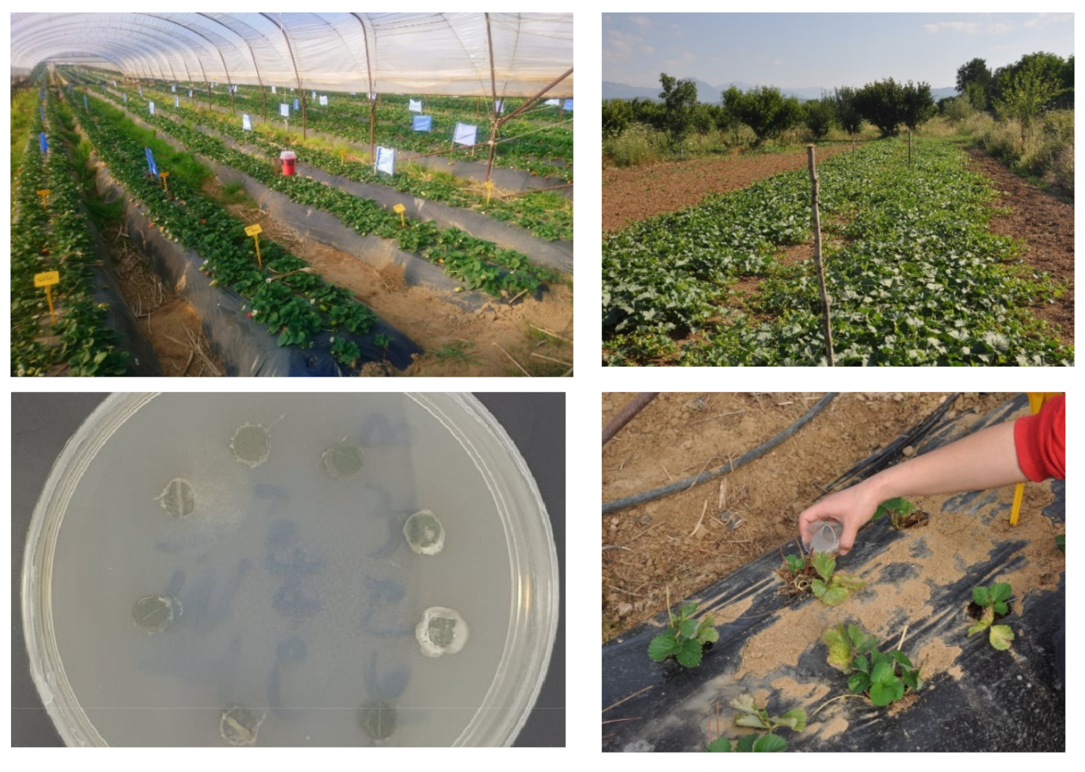 Microorganisms 10 02306 g001 Microorganisms 10 02306 g001