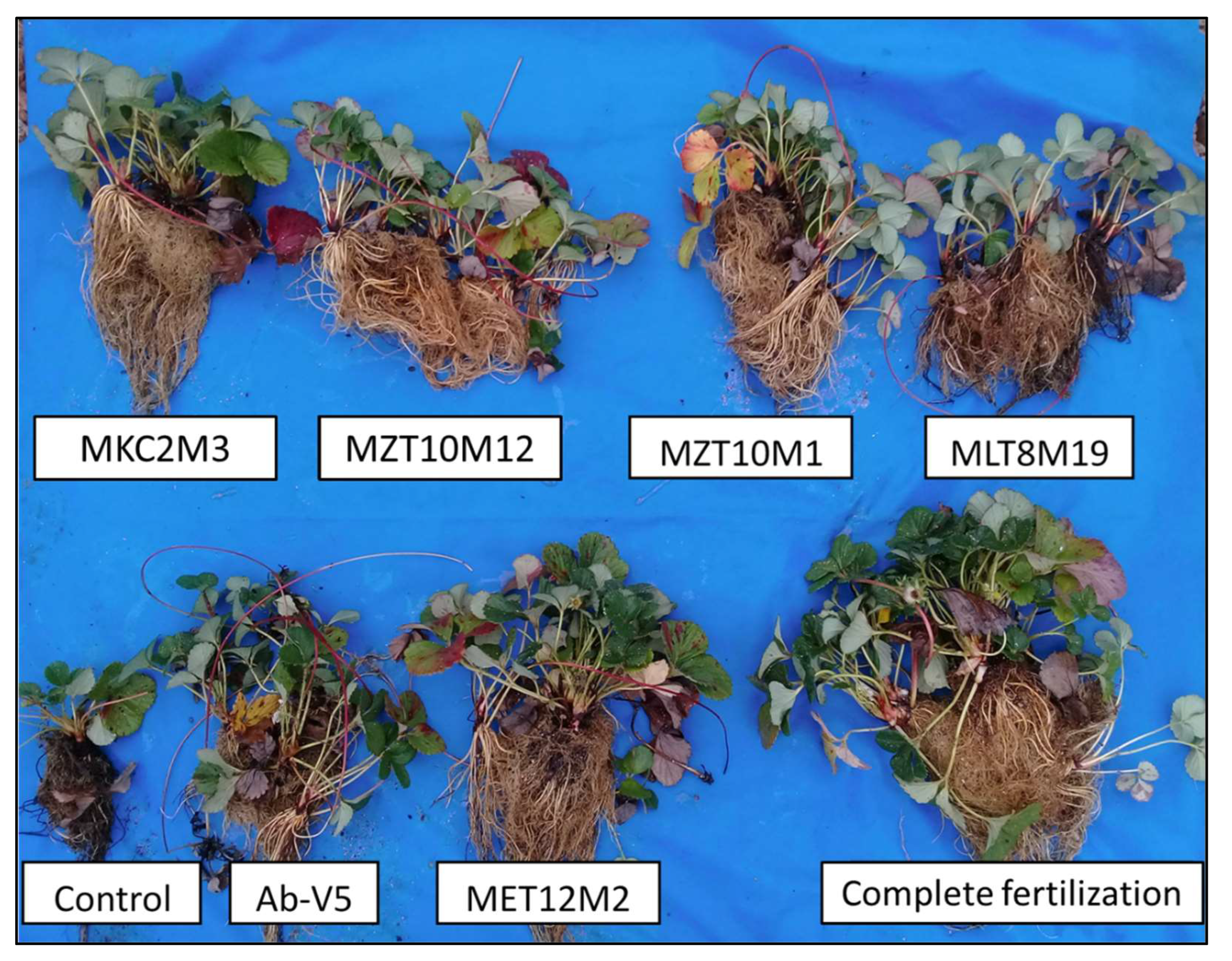 Microorganisms 10 02341 g007