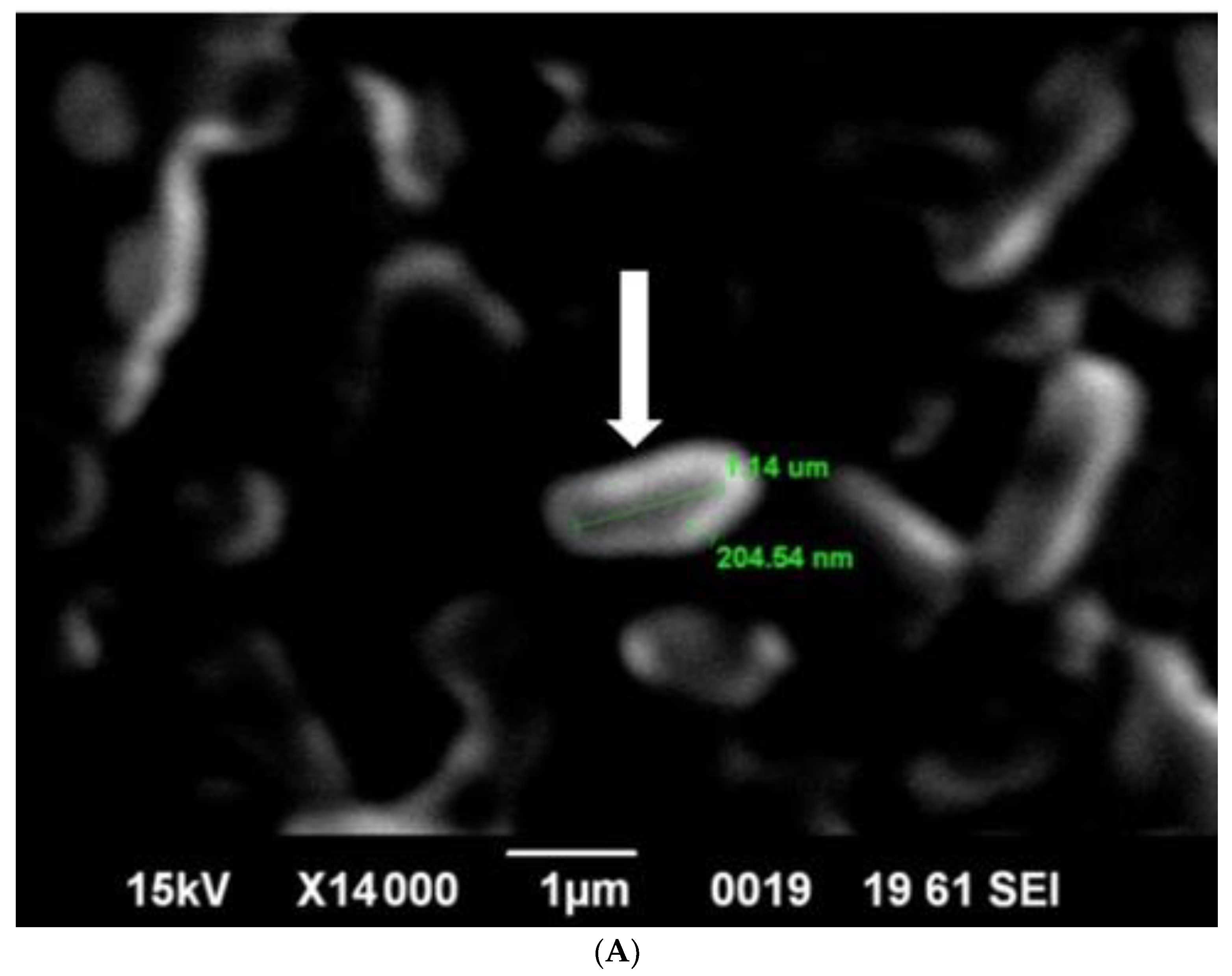 Microorganisms 10 02347 g007a