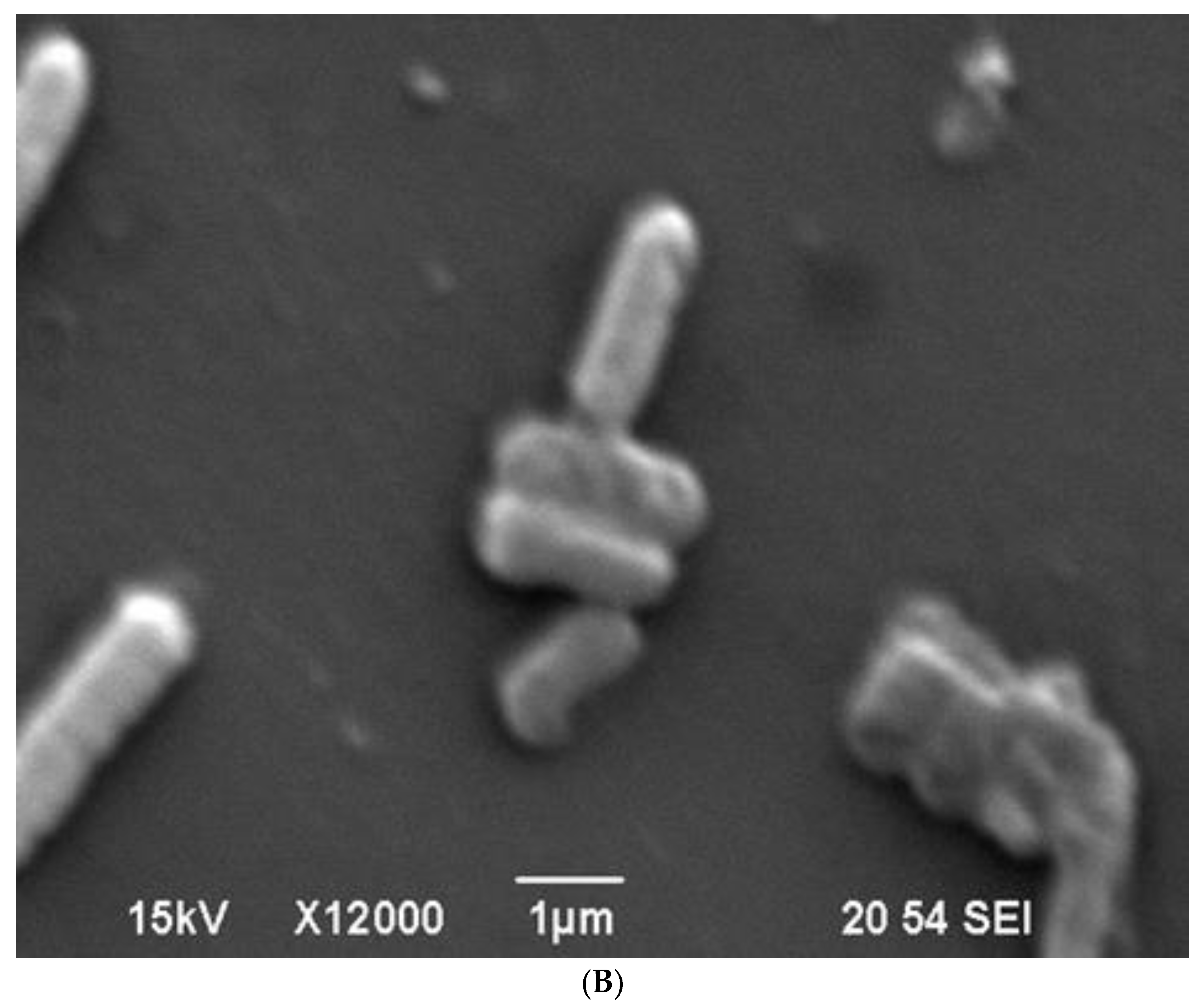 Microorganisms 10 02347 g007b