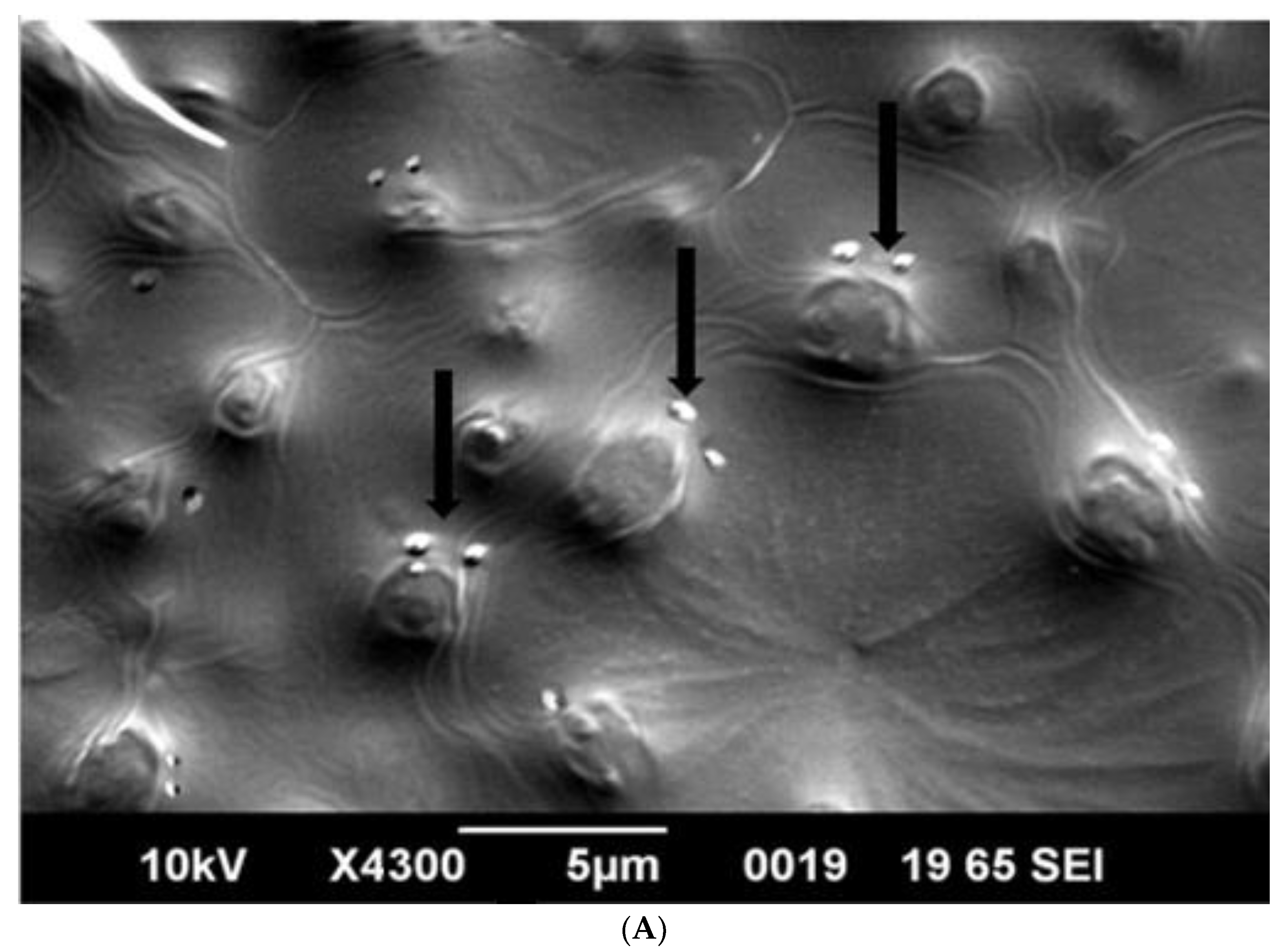 Microorganisms 10 02347 g008a