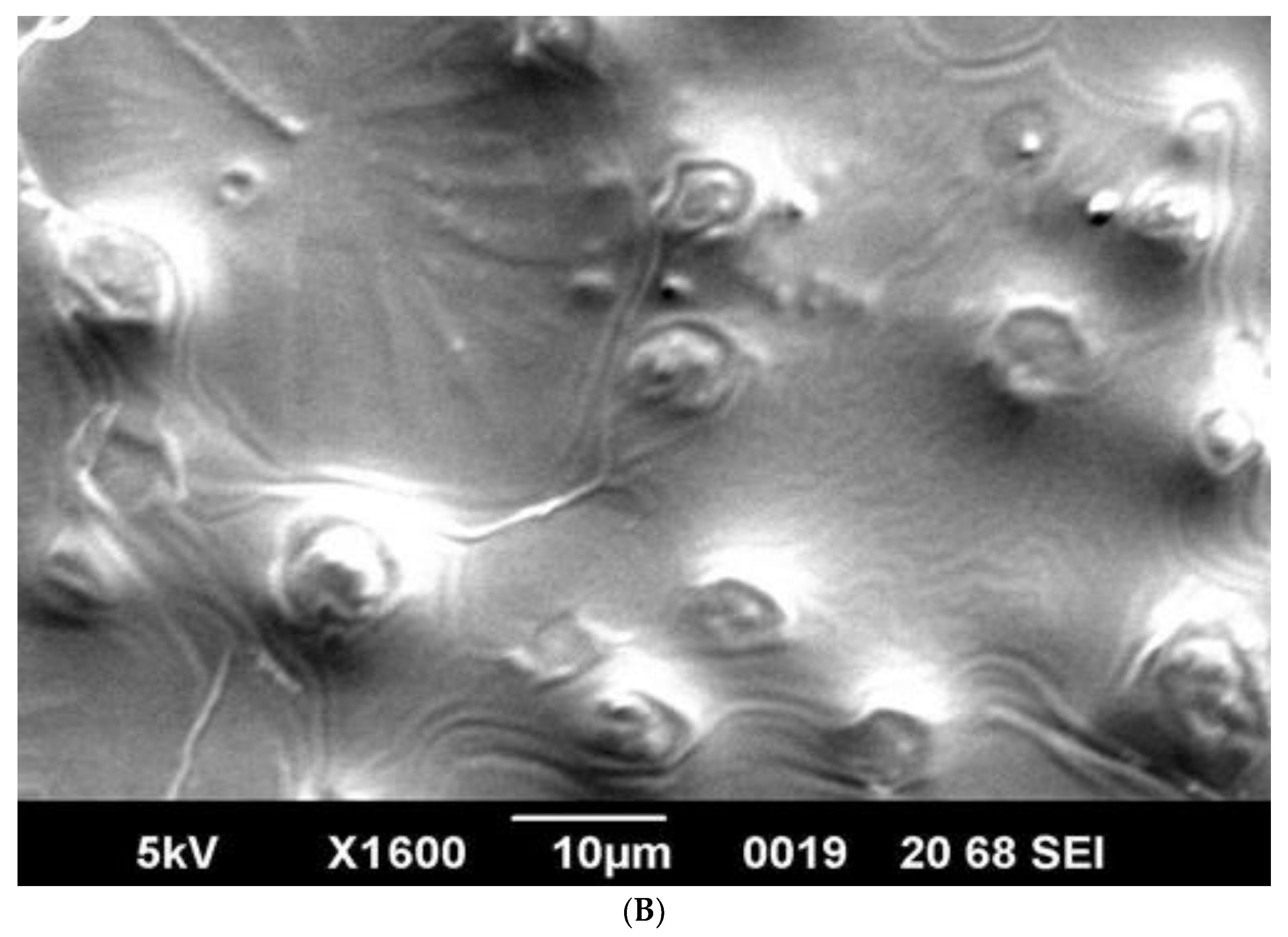 Microorganisms 10 02347 g008b