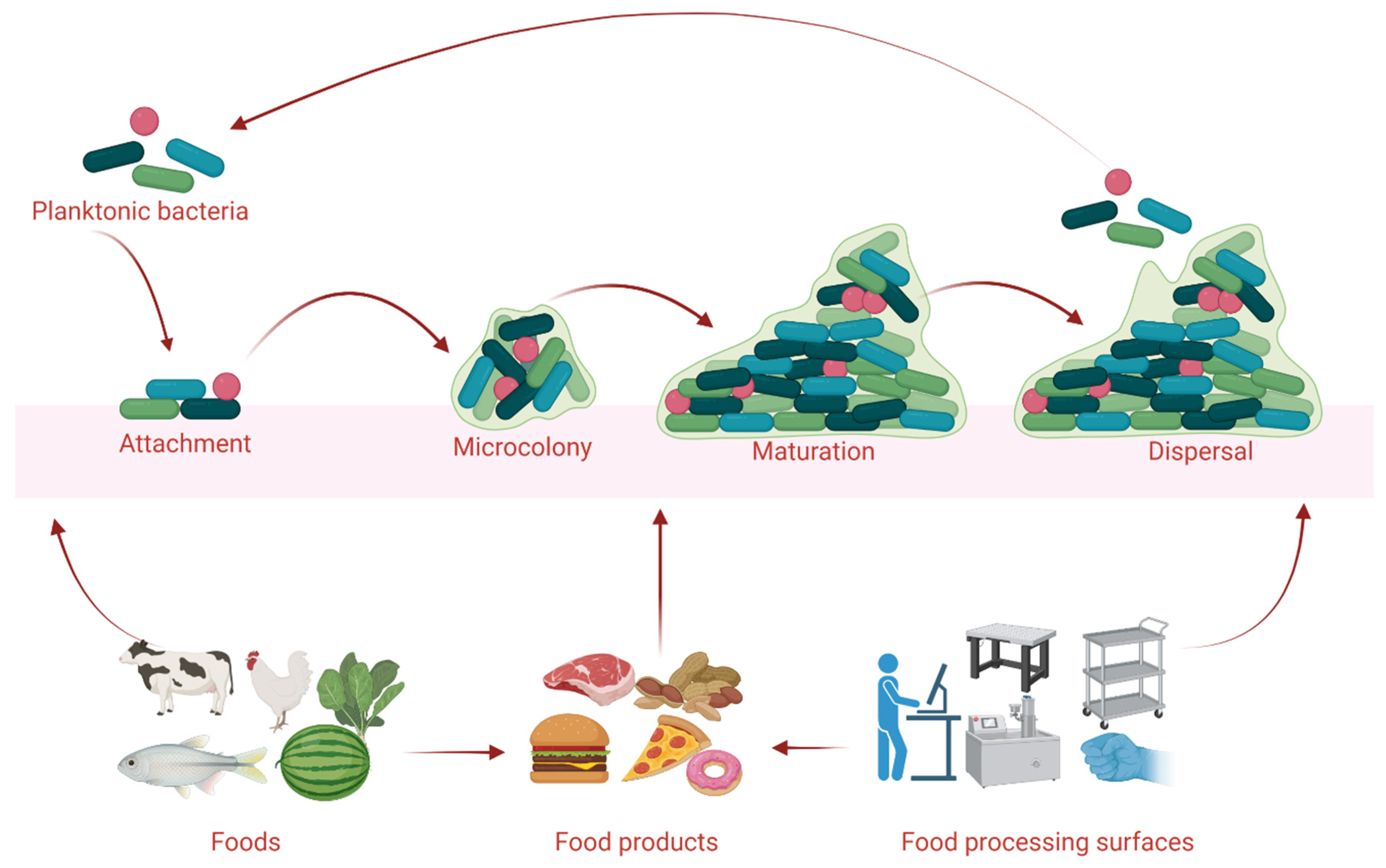 Microorganisms 10 02348 g001