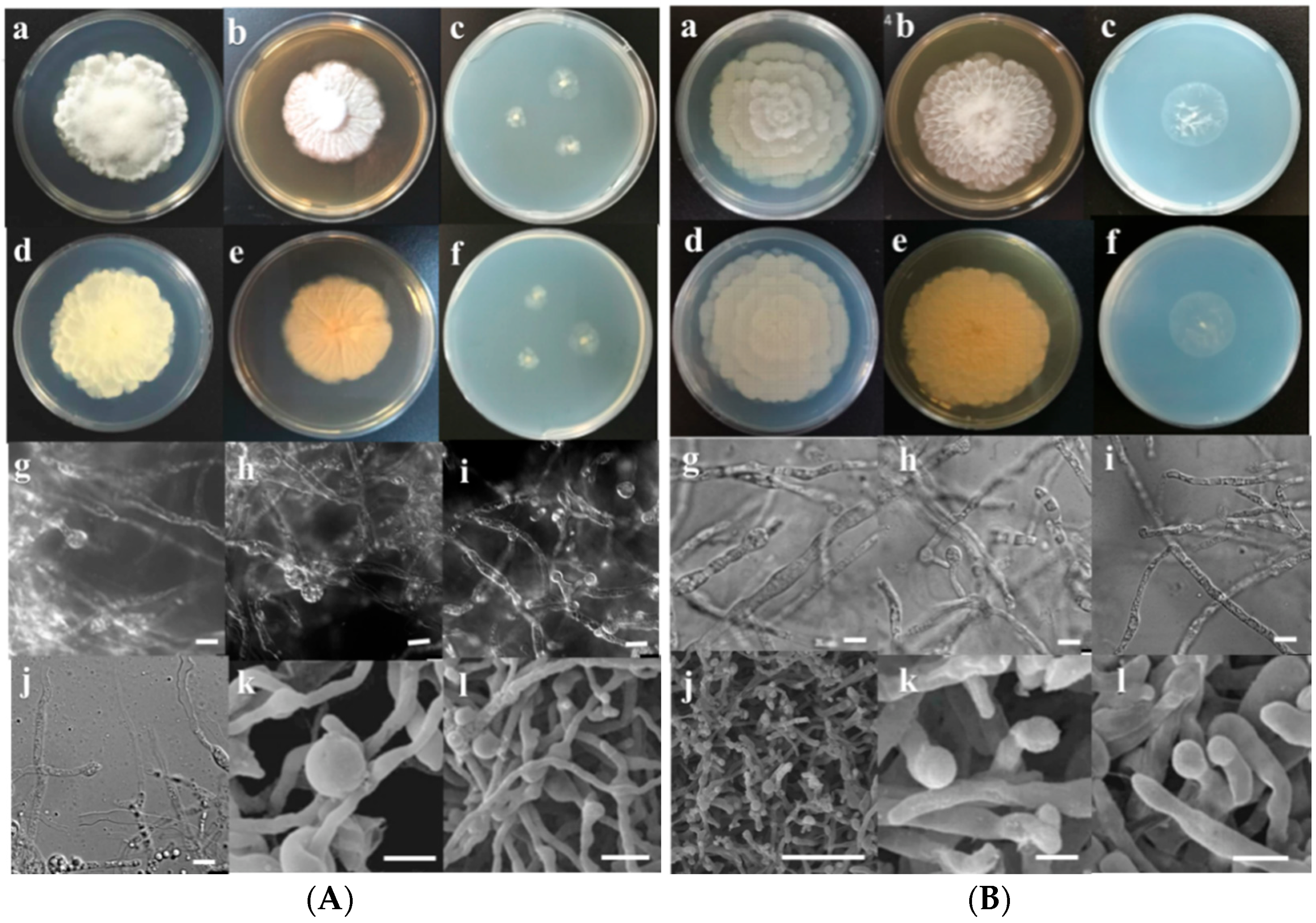 Microorganisms 10 02361 g002a Microorganisms 10 02361 g002a