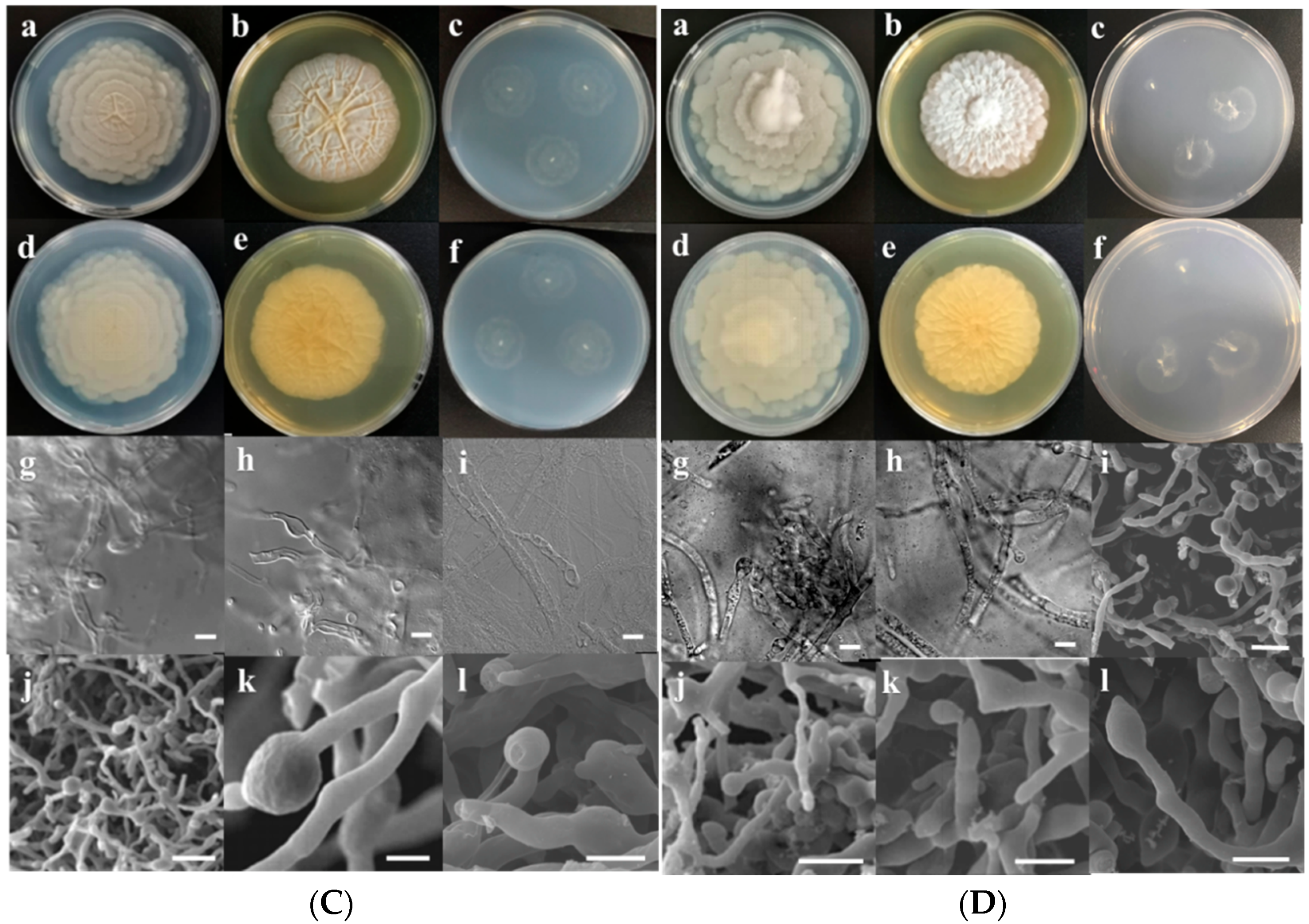 Microorganisms 10 02361 g002b Microorganisms 10 02361 g002b
