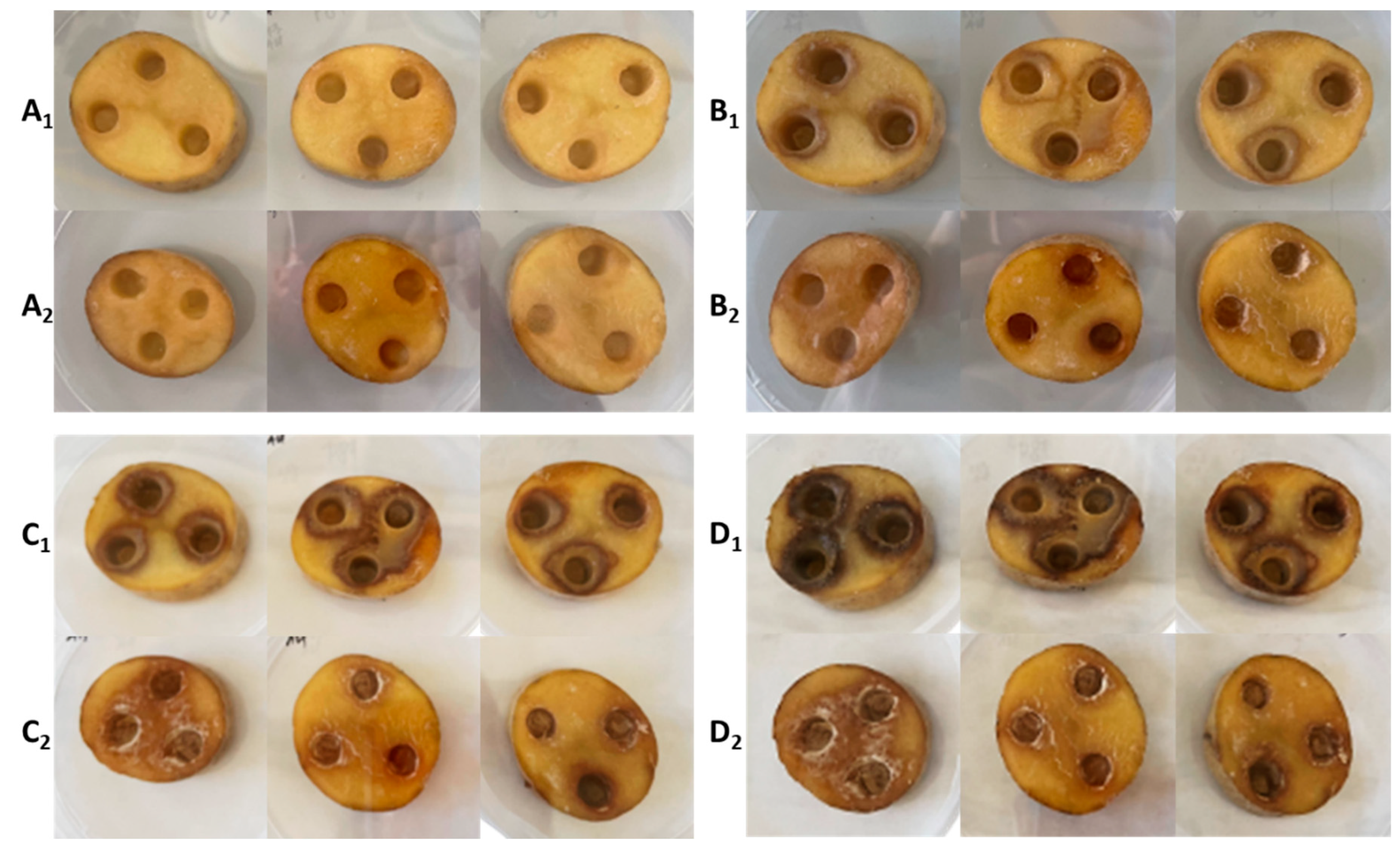 Microorganisms 10 02369 g001 Microorganisms 10 02369 g001