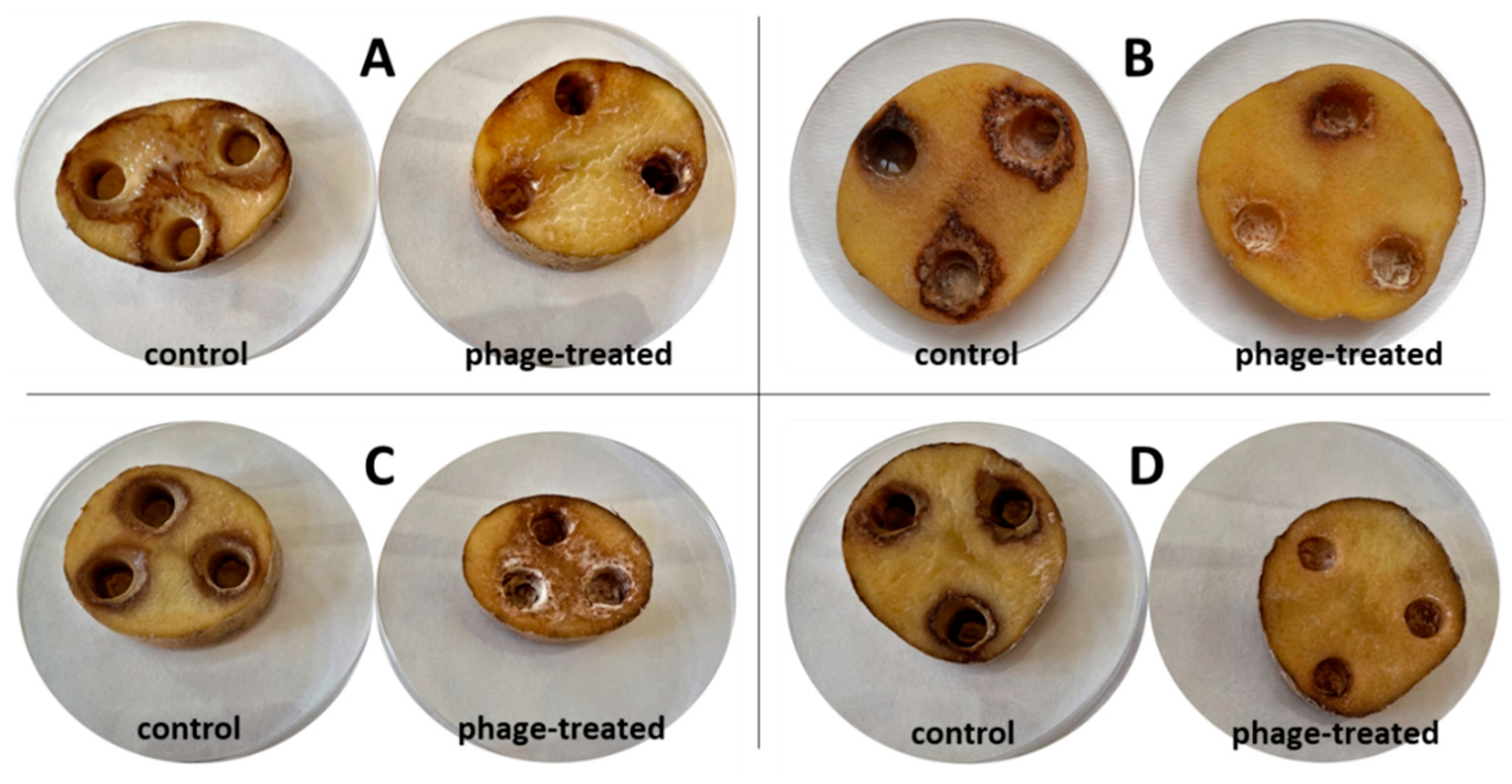Microorganisms 10 02369 g003 Microorganisms 10 02369 g003