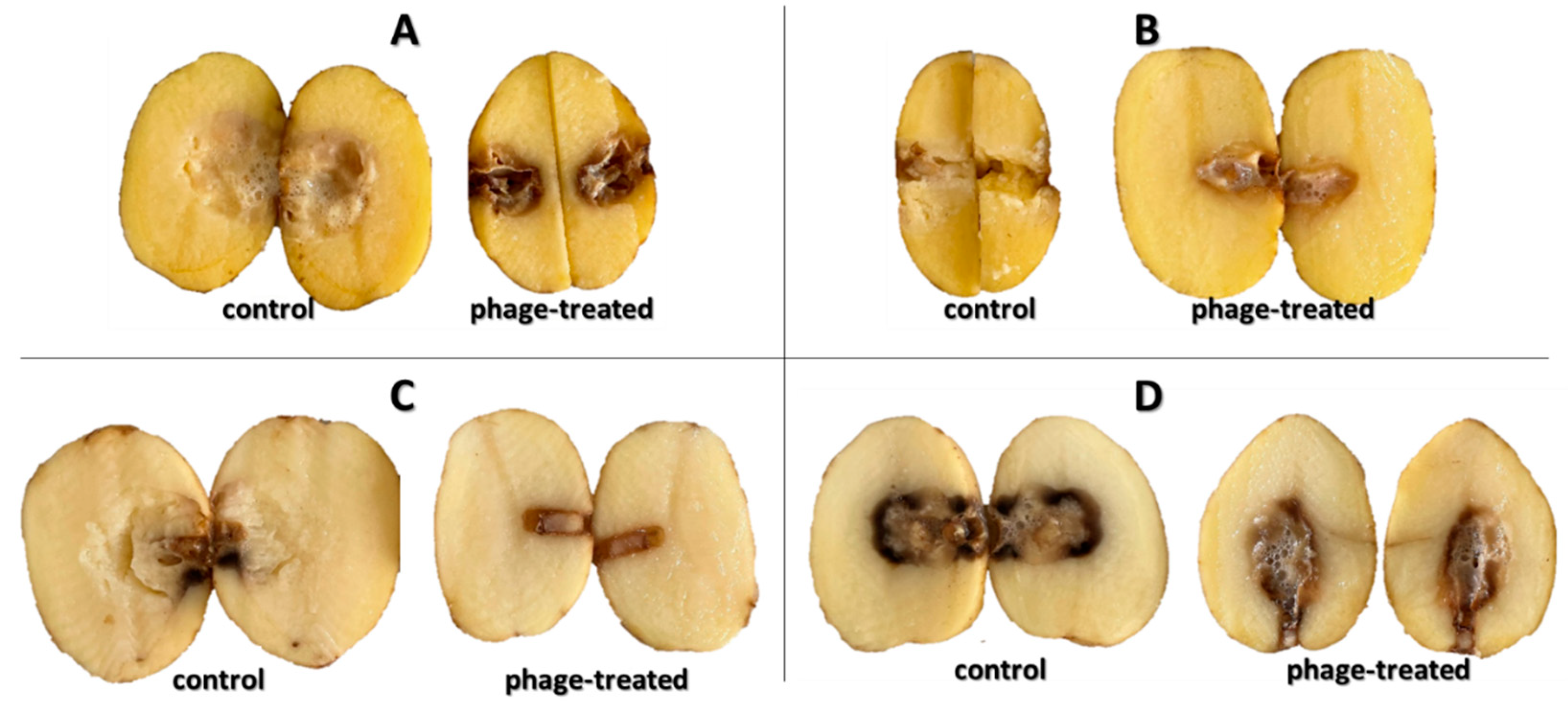 Microorganisms 10 02369 g006 Microorganisms 10 02369 g006