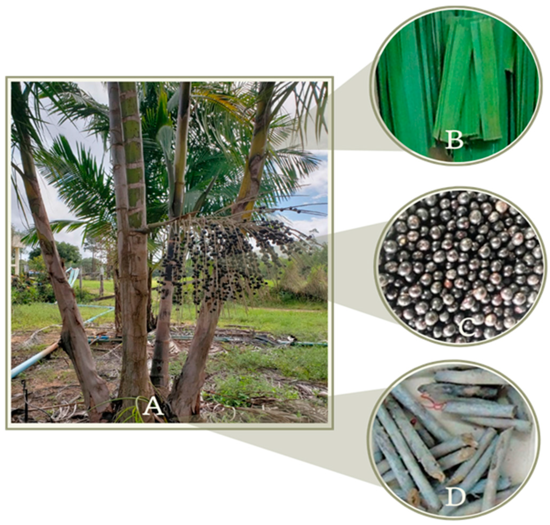 Microorganisms 10 02394 g001