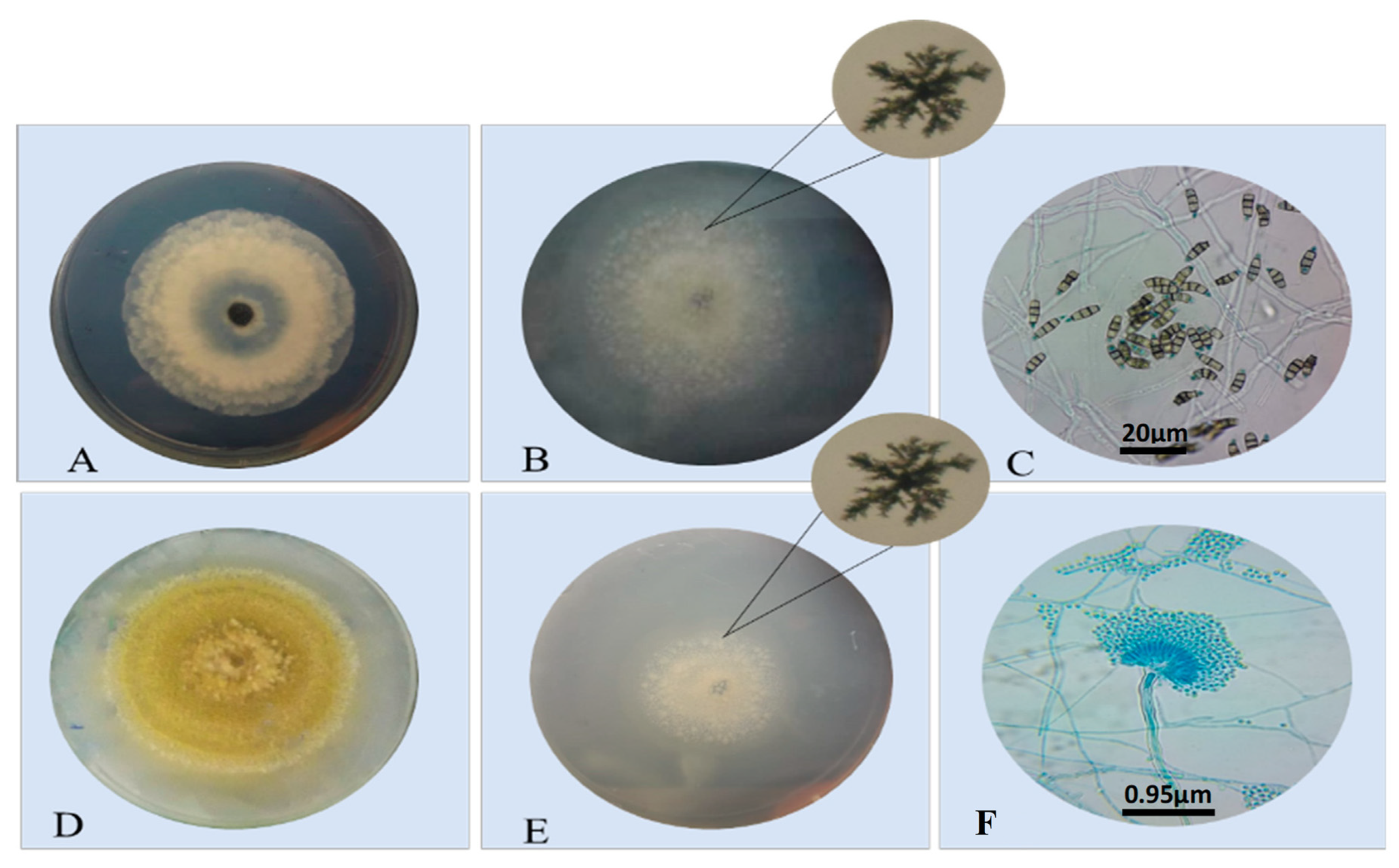 Microorganisms 10 02394 g003