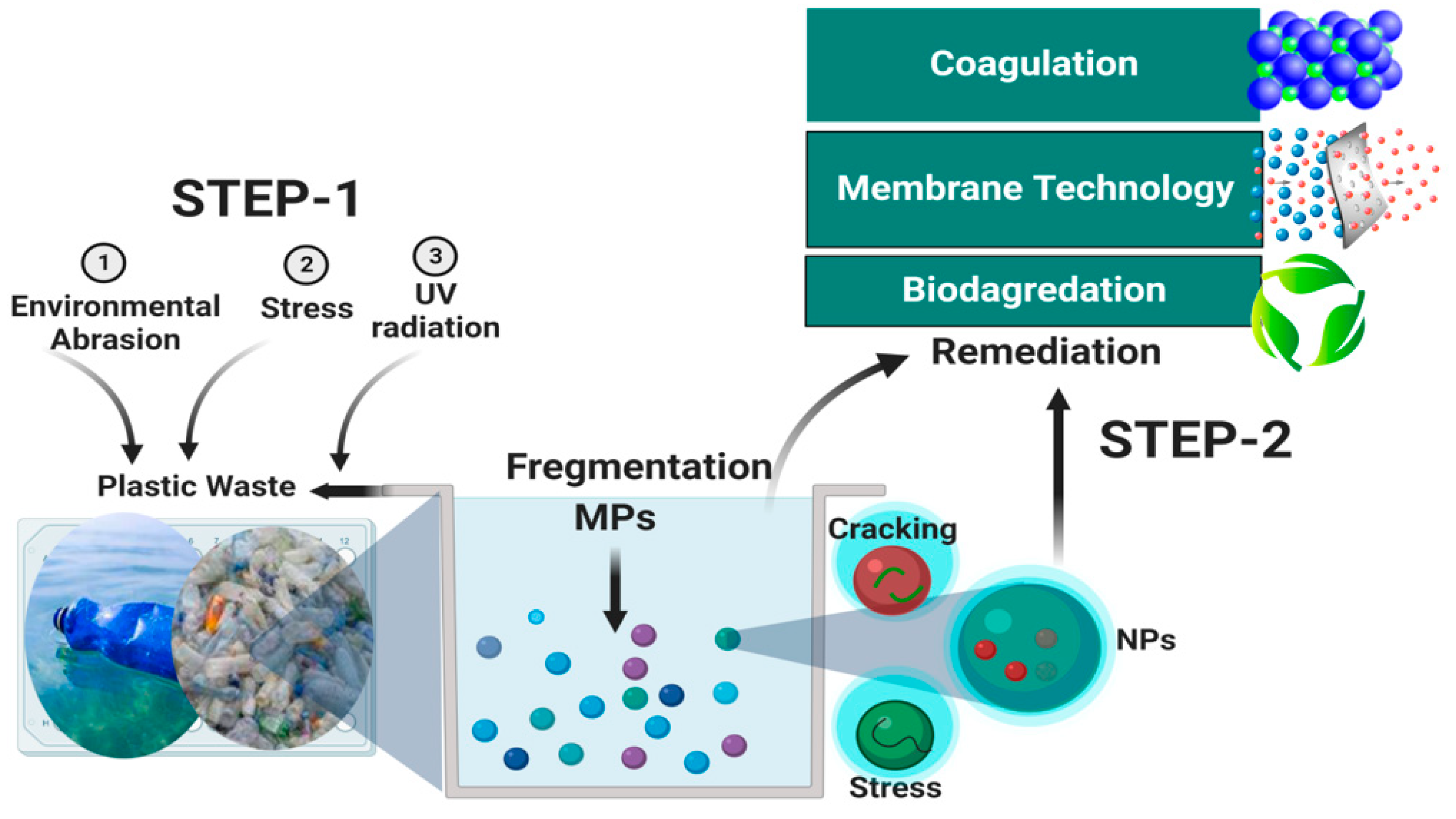Microorganisms 10 02400 g002