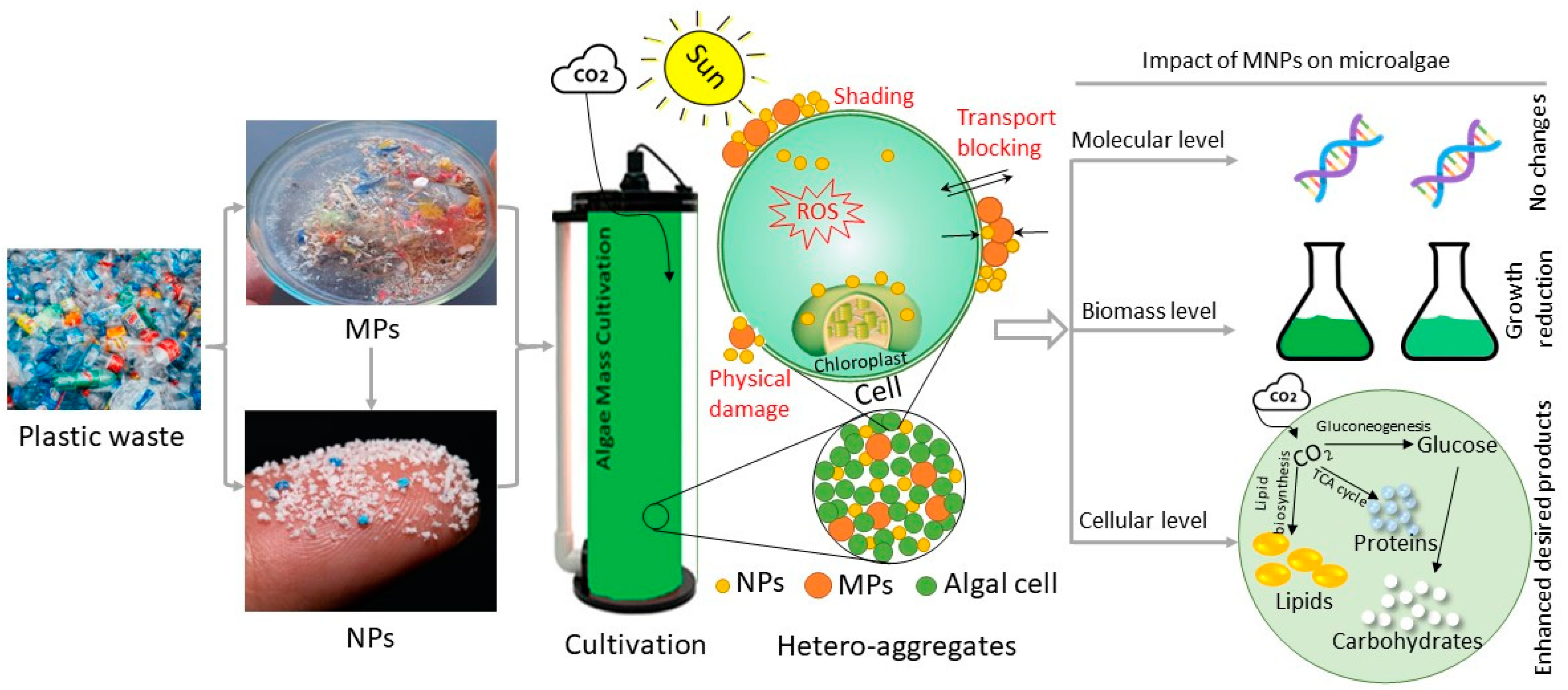Microorganisms 10 02400 g003