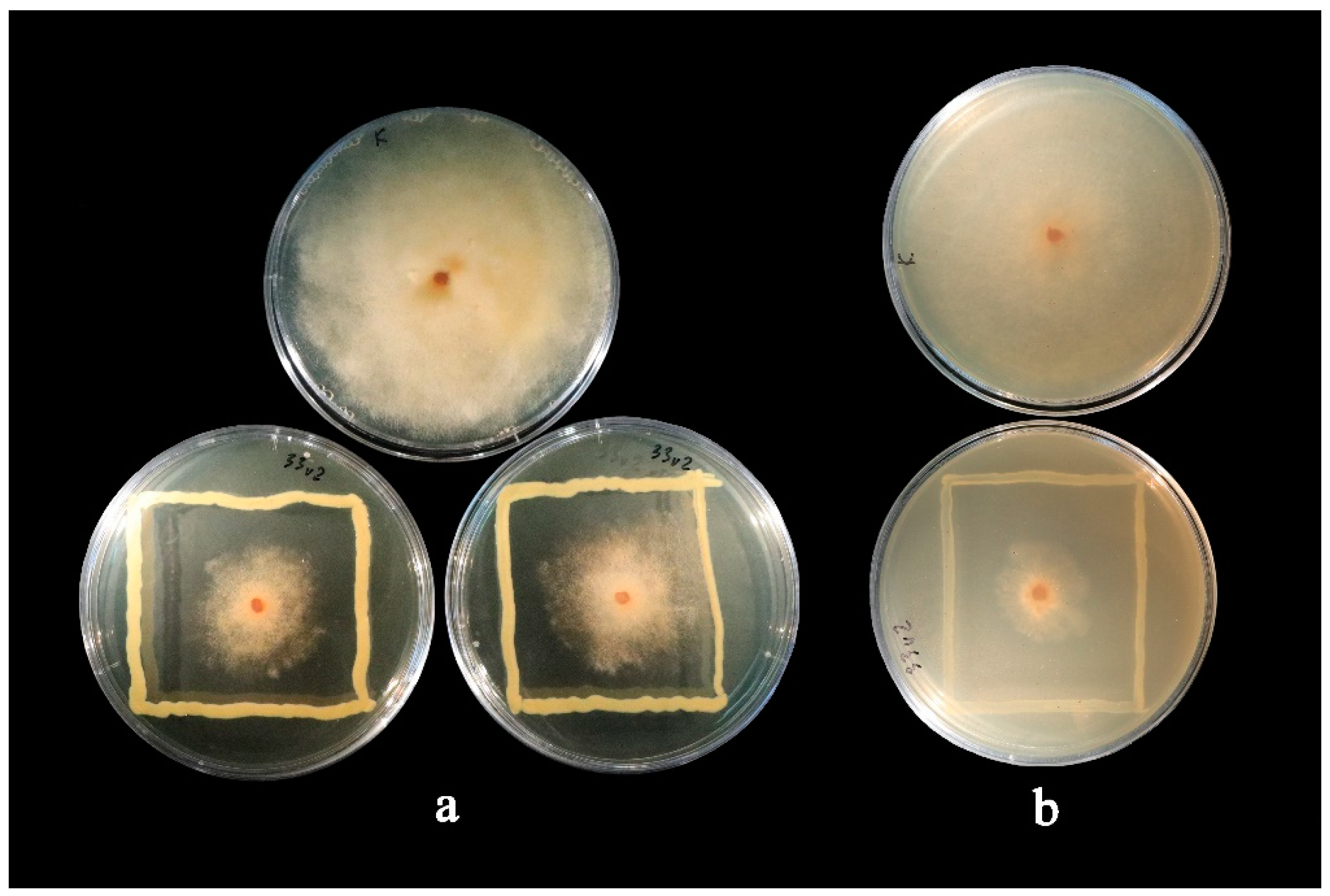 Microorganisms 10 02402 g002