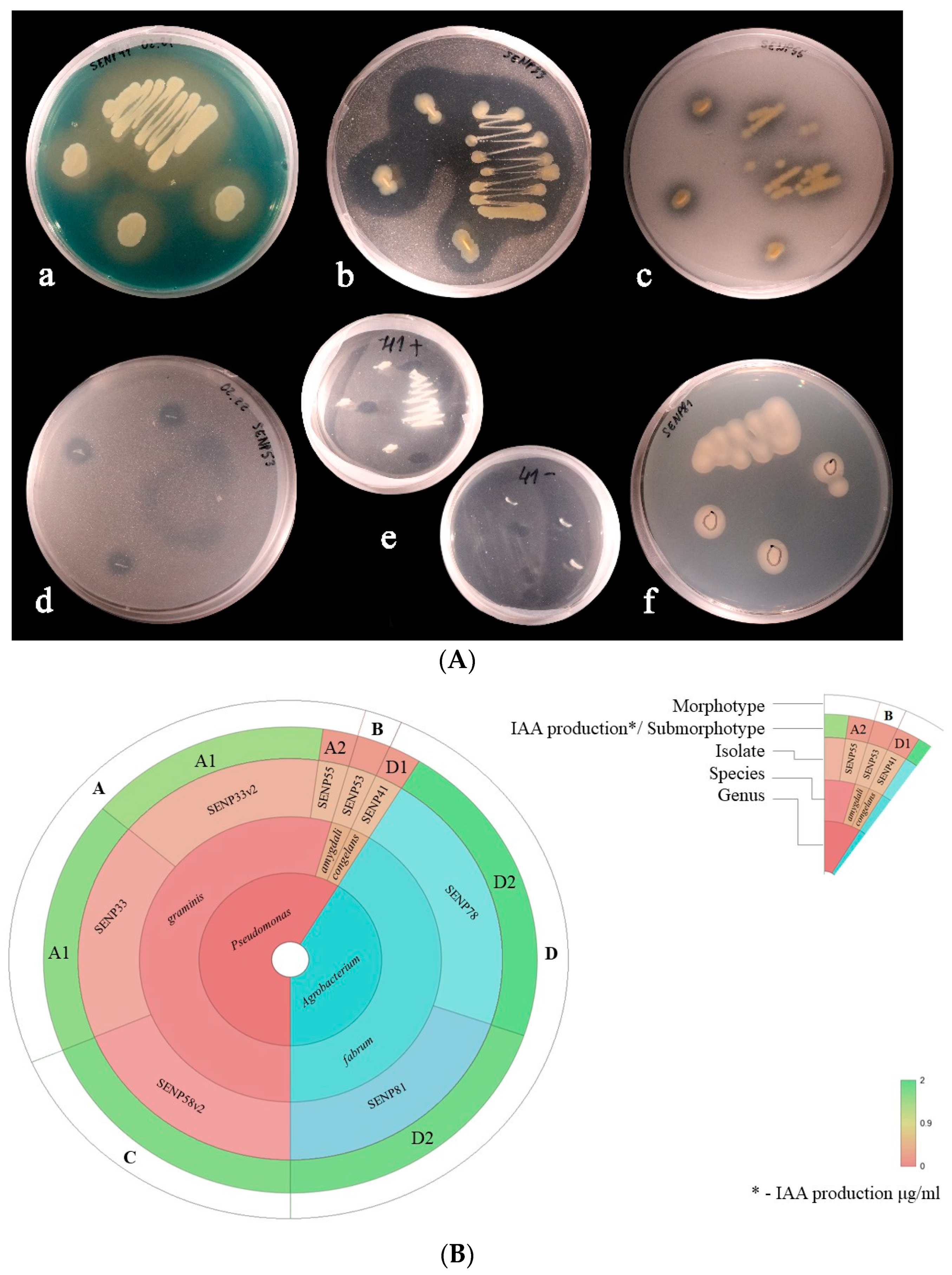 Microorganisms 10 02402 g004