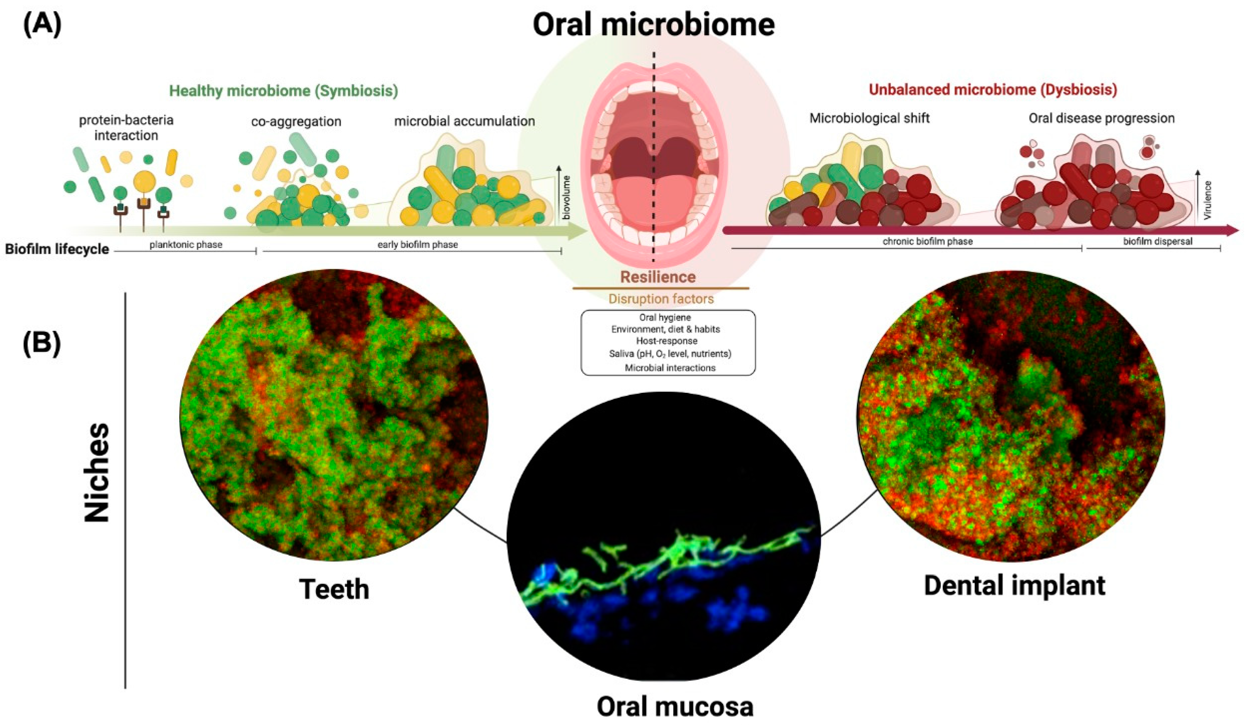Microorganisms 10 02413 g001
