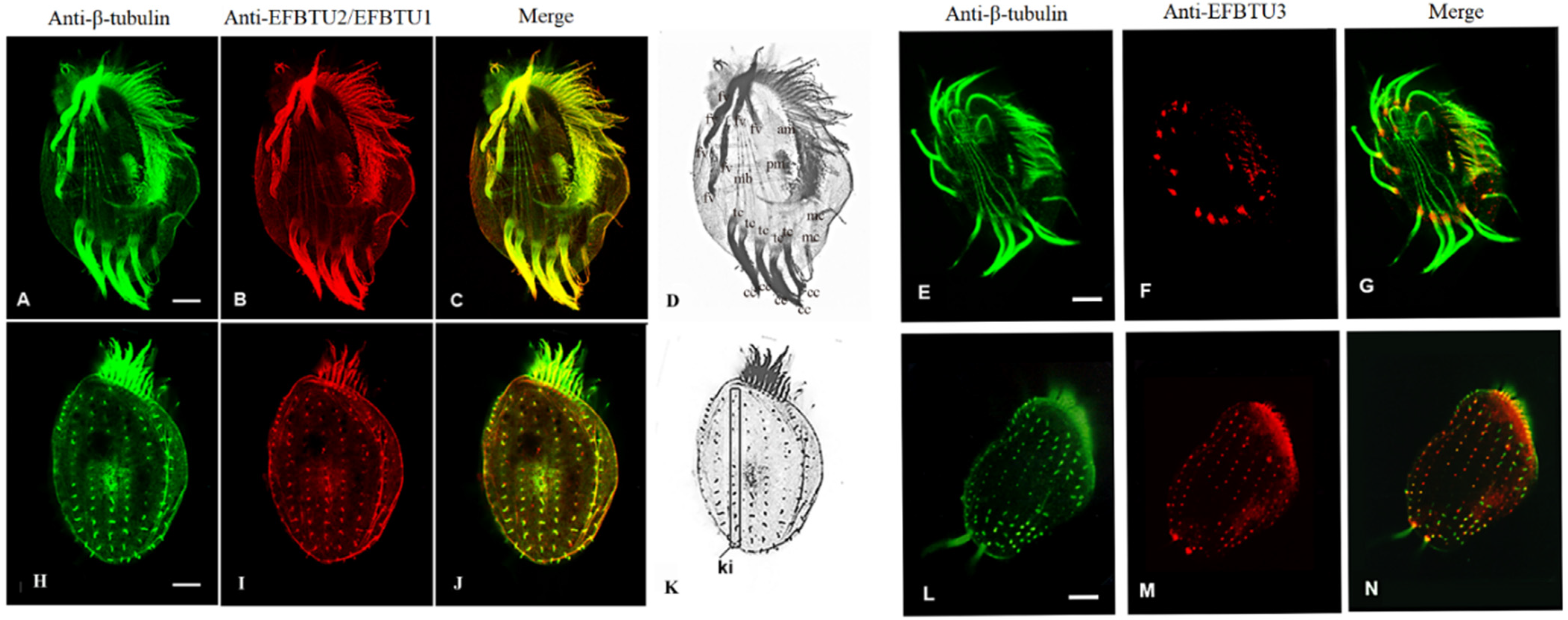 Microorganisms 10 02415 g001
