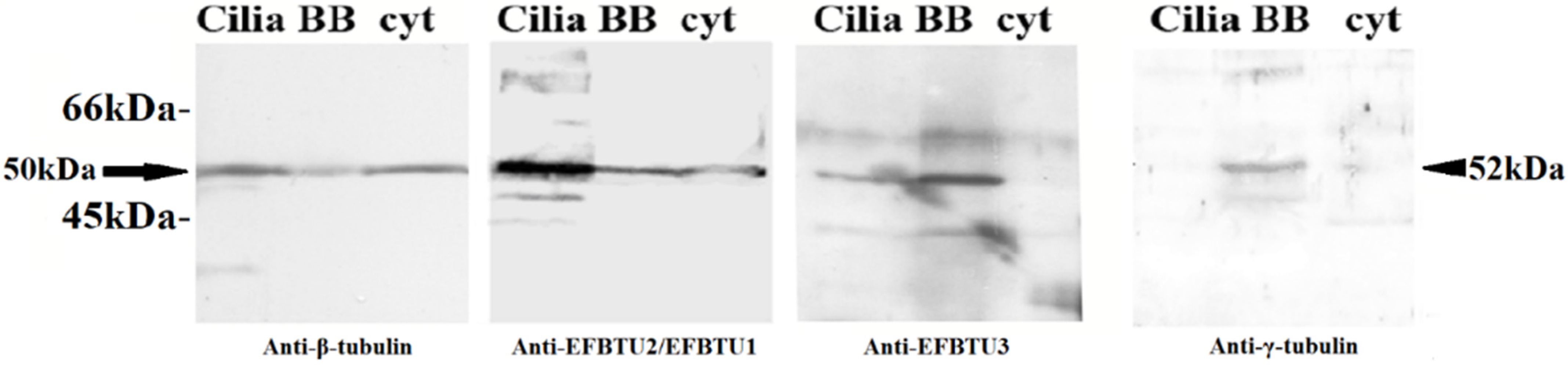Microorganisms 10 02415 g002