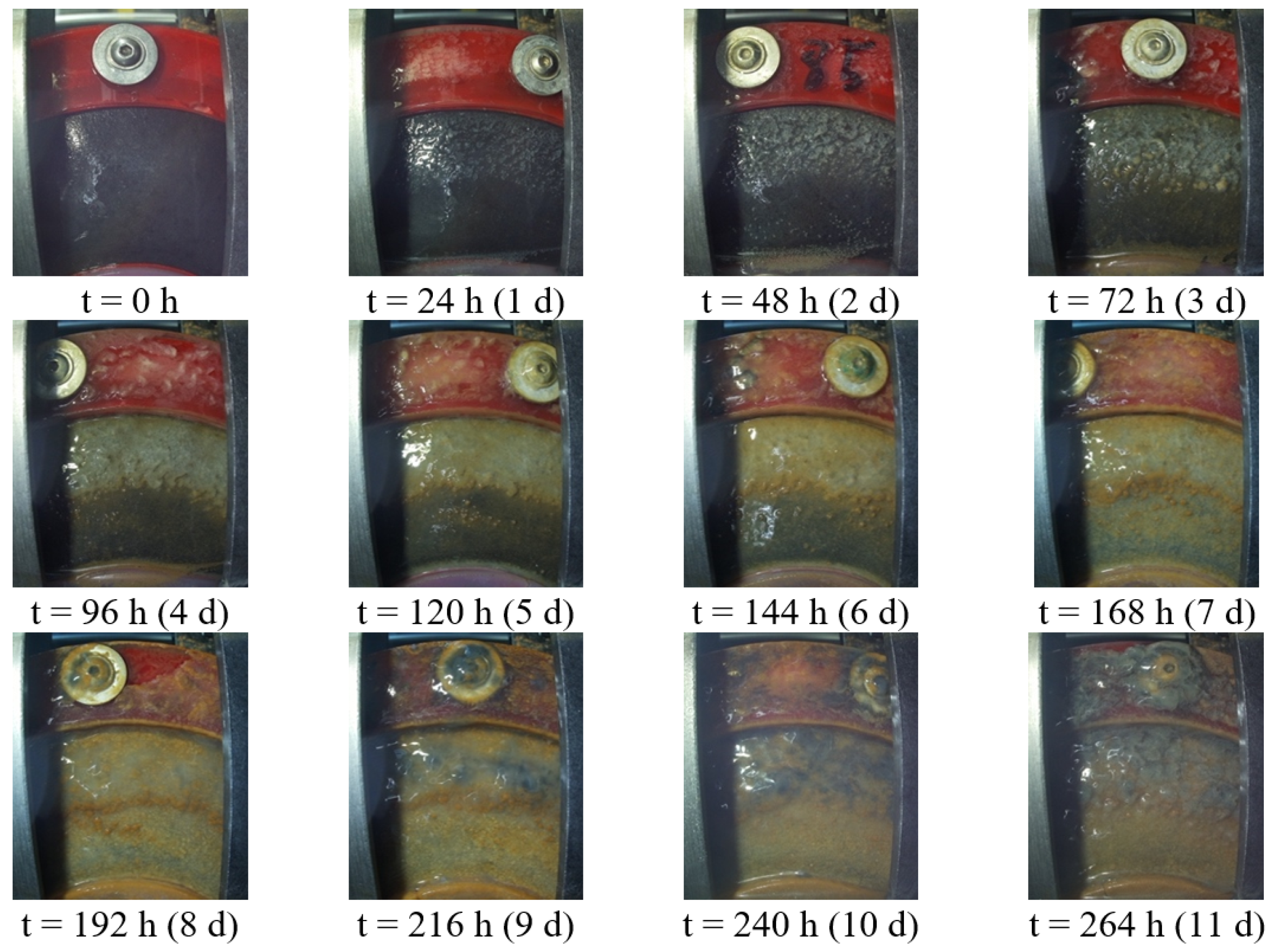 Microorganisms 10 02421 g003 Microorganisms 10 02421 g003