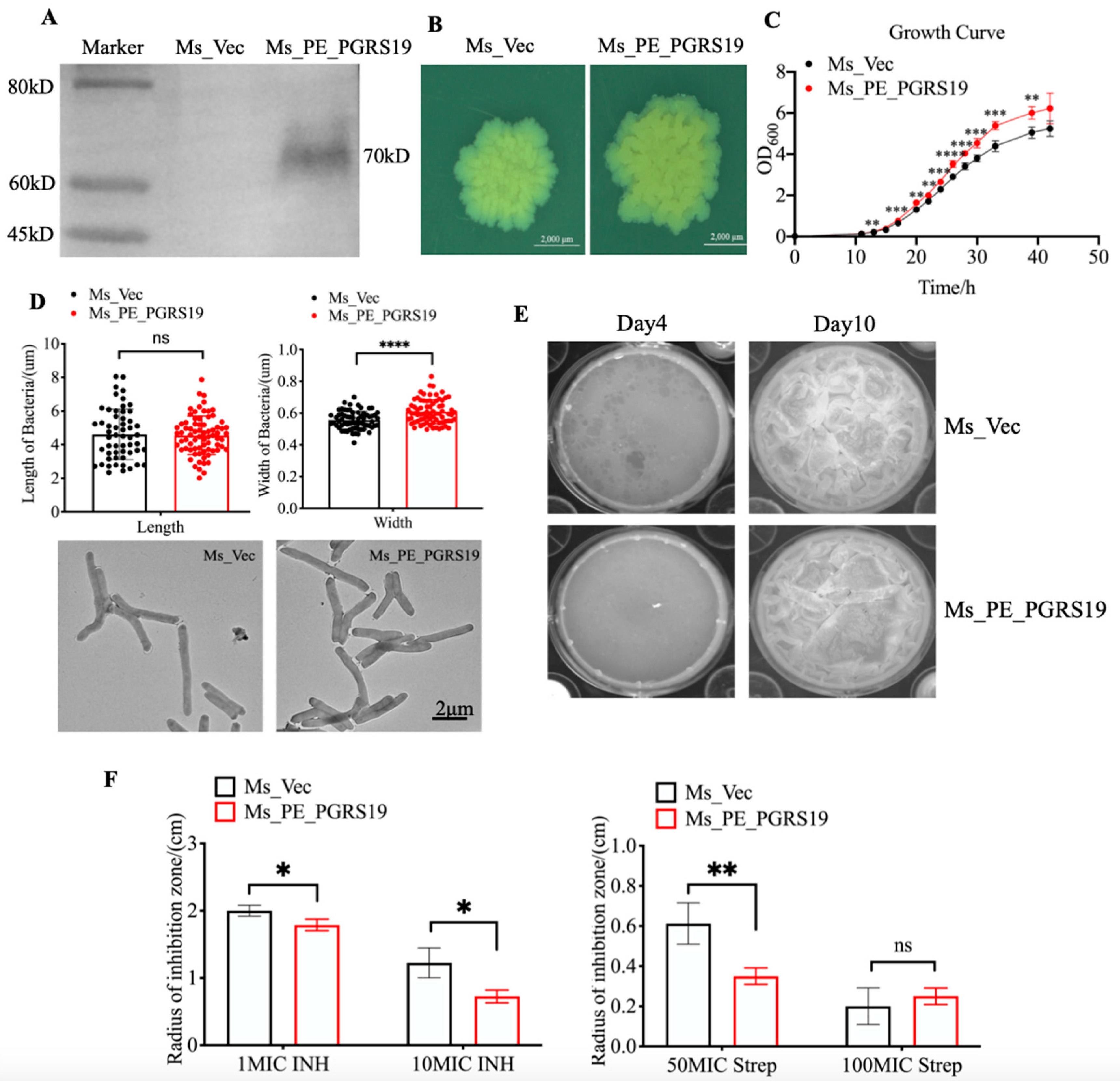 Microorganisms 10 02473 g001