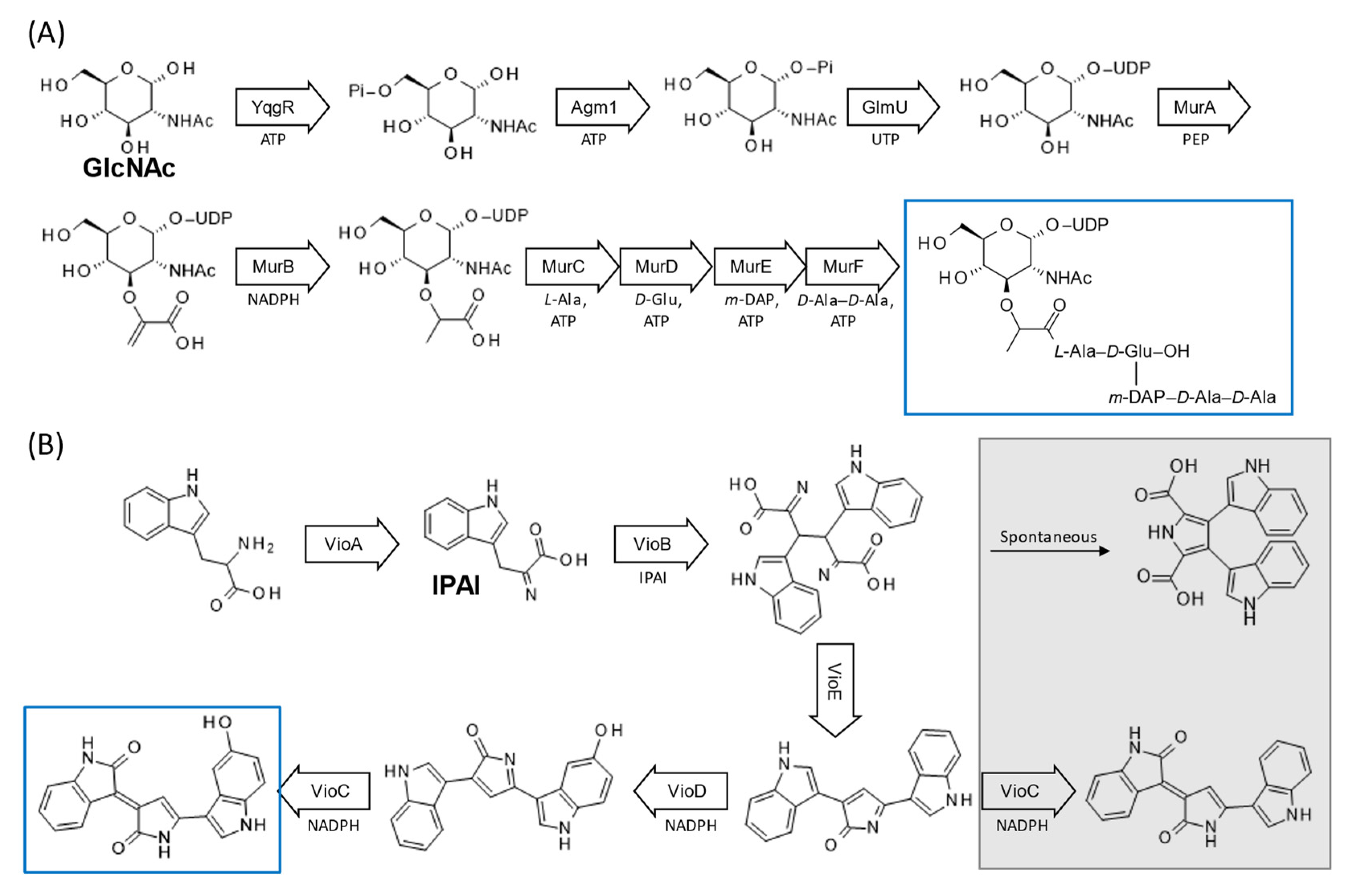 Microorganisms 10 02477 g003a Microorganisms 10 02477 g003a